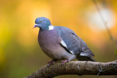 A wood pigeon perches on a branch.