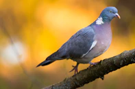 A pigeon perched on a branch.