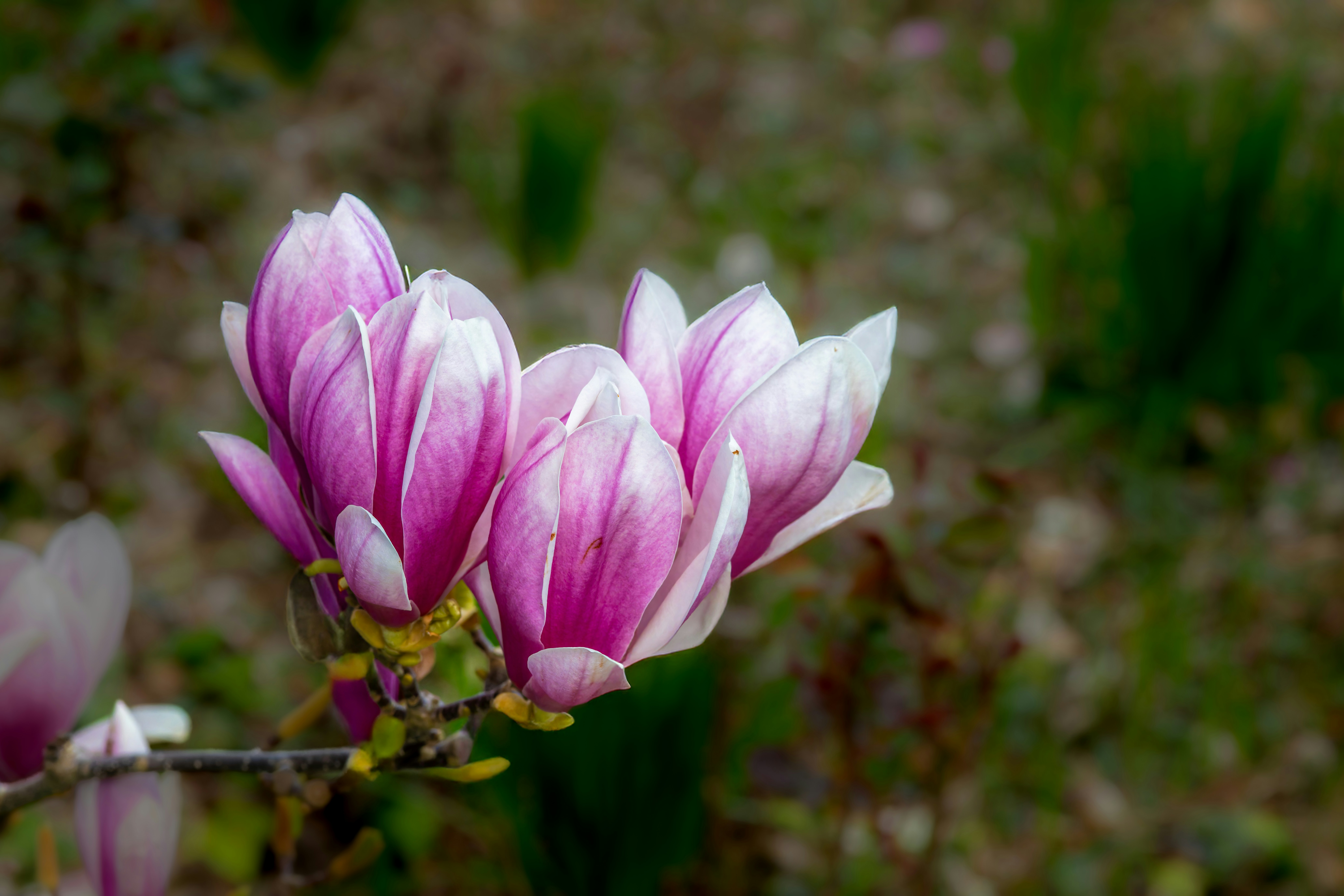 Photo by siegfriedpoepperl