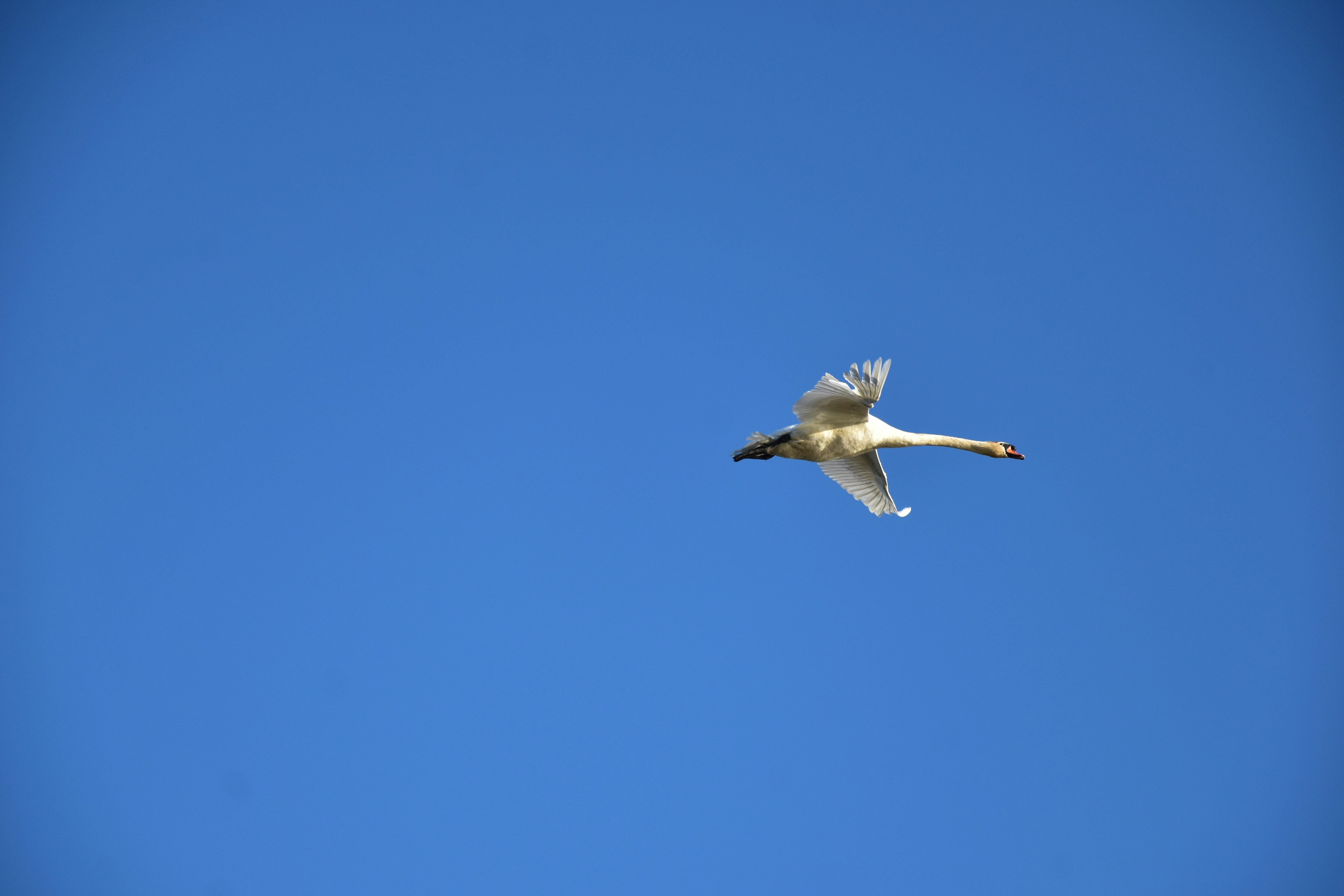 Ecological Niches and Feeding Strategies (image credits: unsplash)