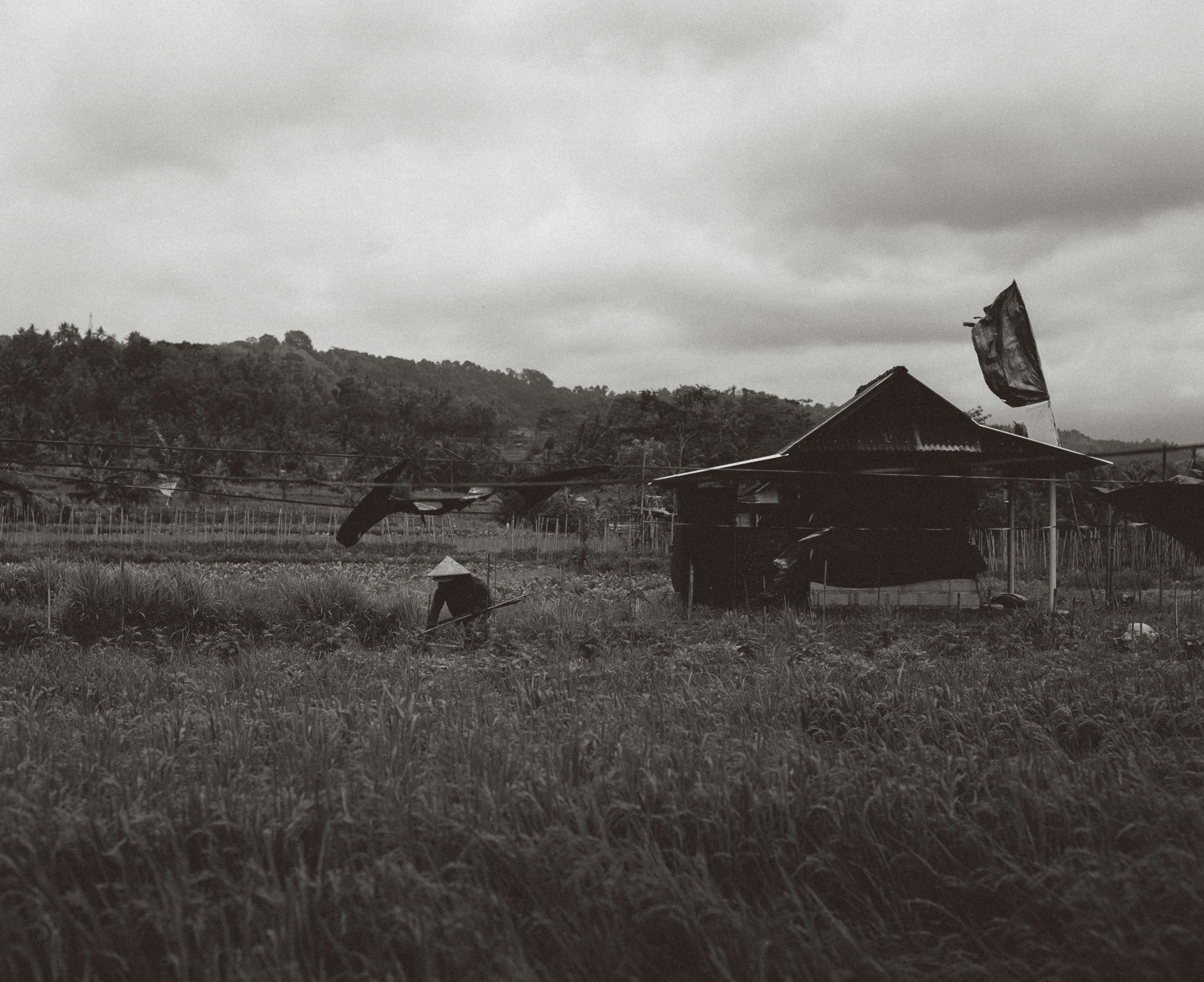 A farmer works in the rice field near a hut.