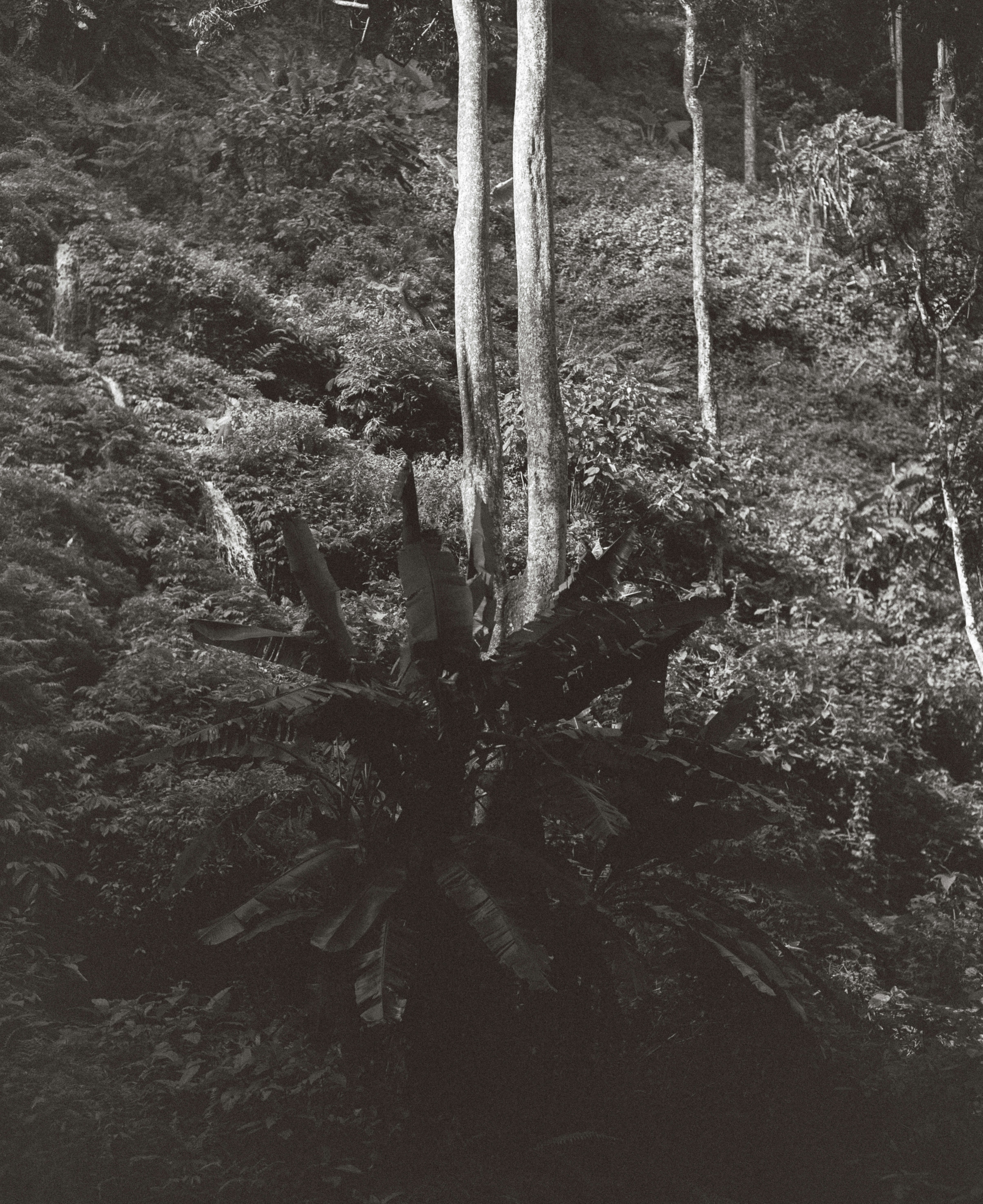 A forest scene with fallen tree in black and white.