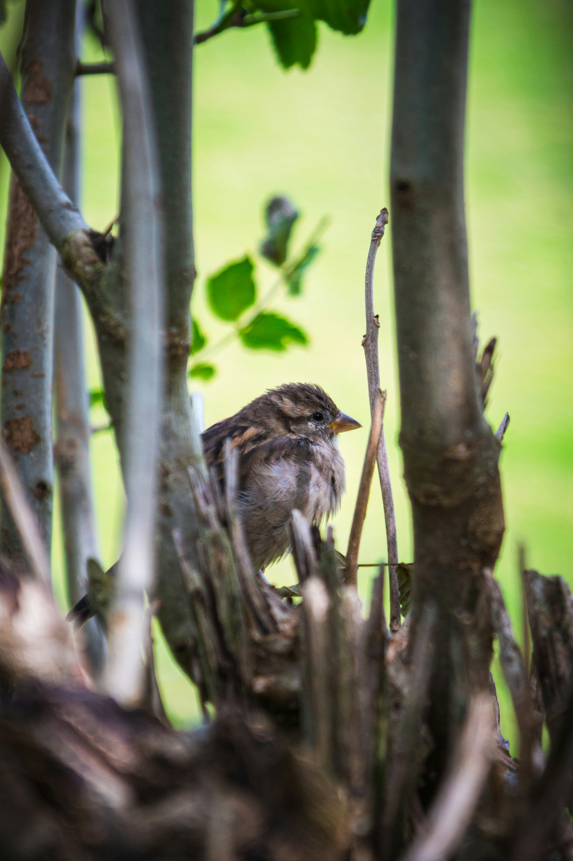 A bird rests in the branches of a tree.