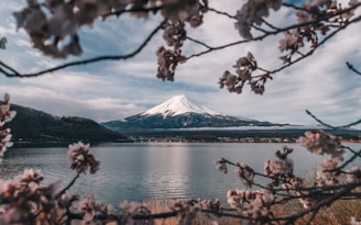 Mt. fuji is framed by cherry blossoms in the foreground.