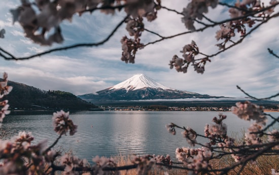 Mt. fuji is framed by cherry blossoms in the foreground.