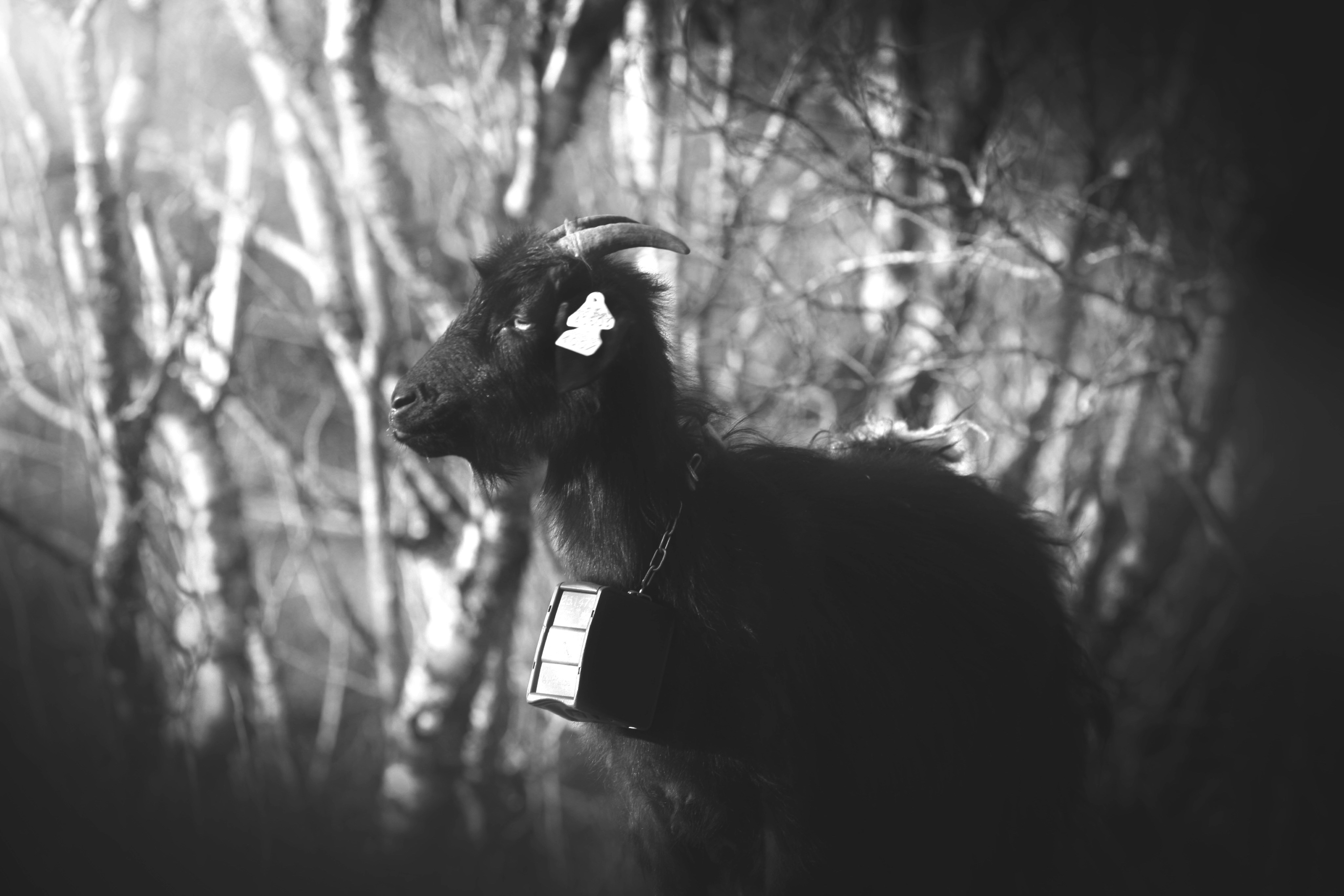 Kaida - The Flame of Wisdom