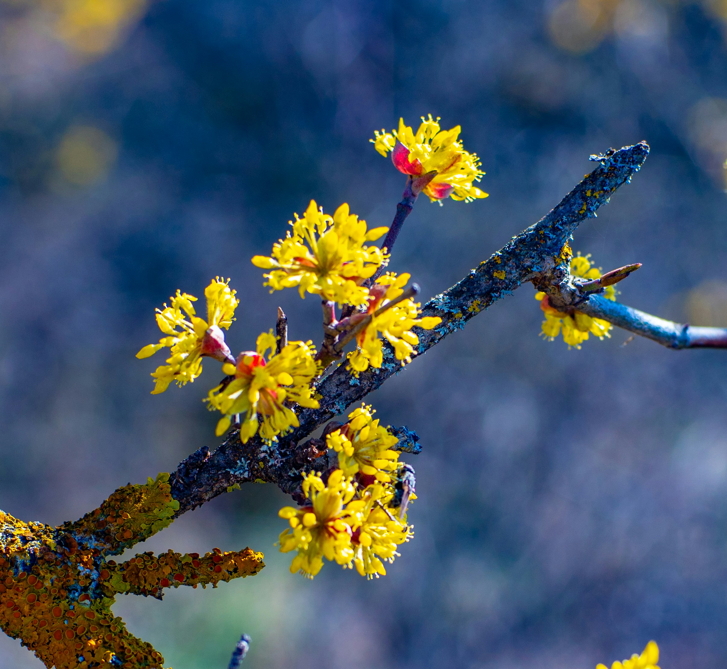 Yellow flowers bloom on a branch.