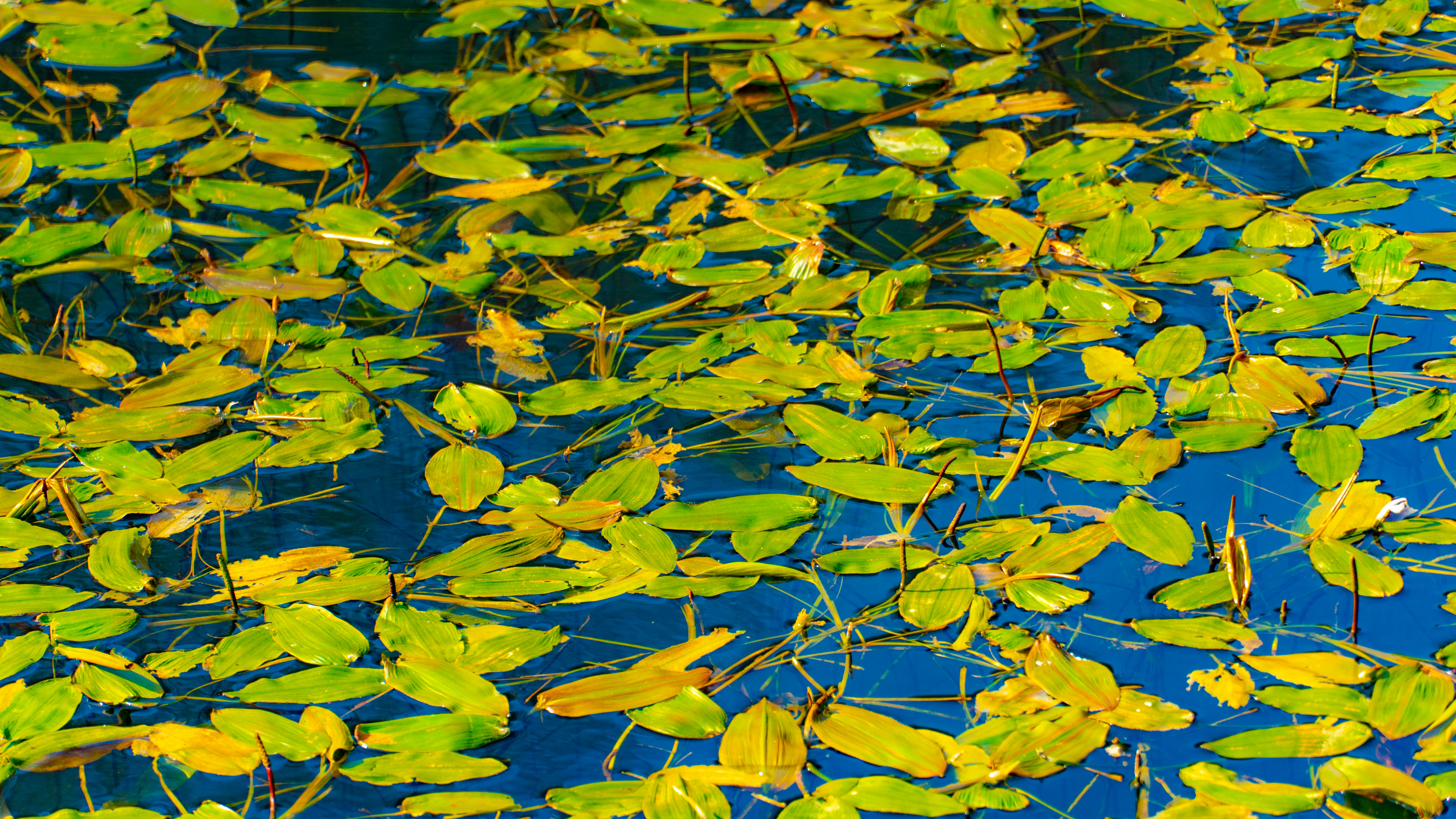 Floating green leaves on a dark blue water surface.