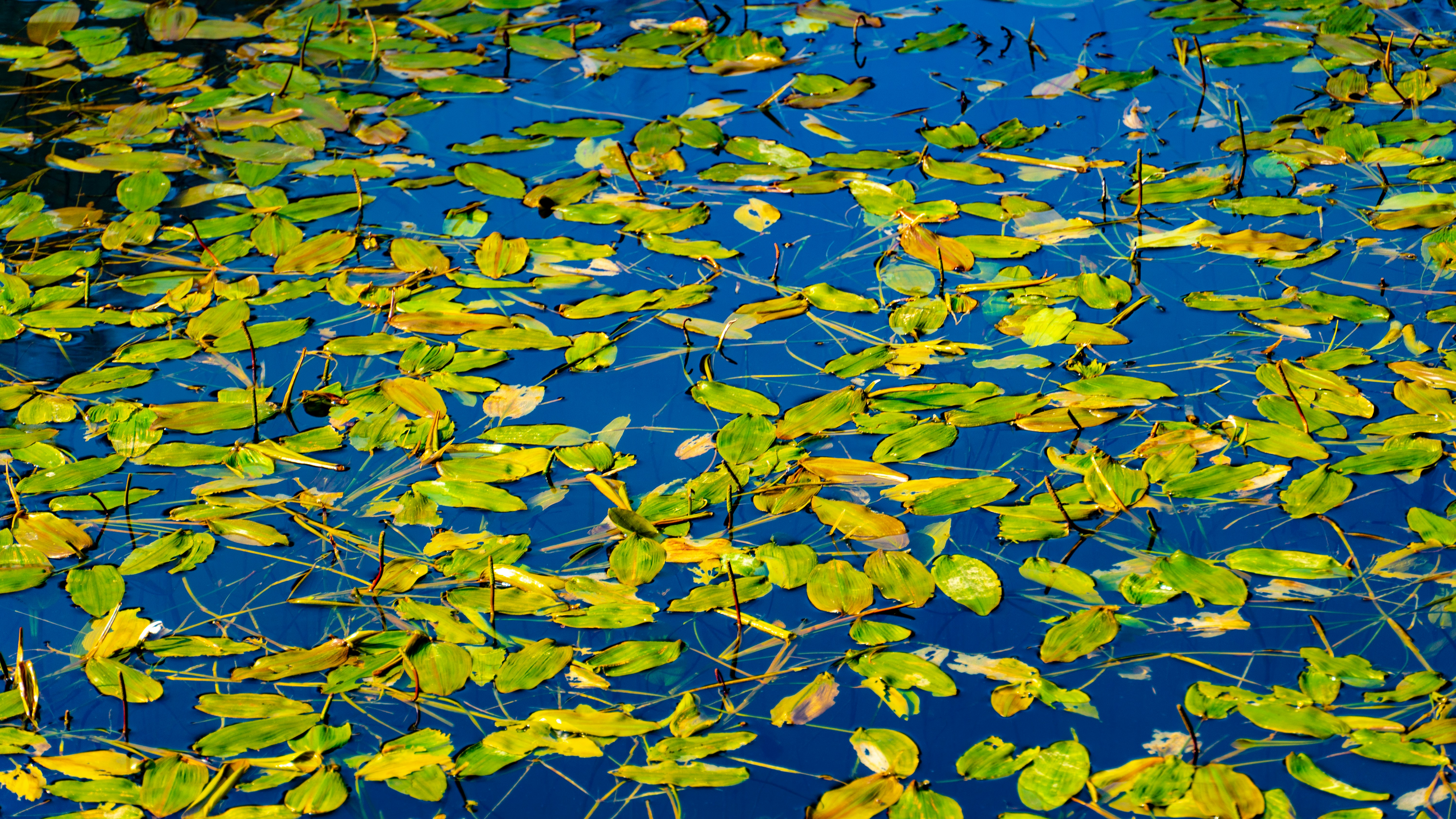 Green leaves float on a blue water surface.