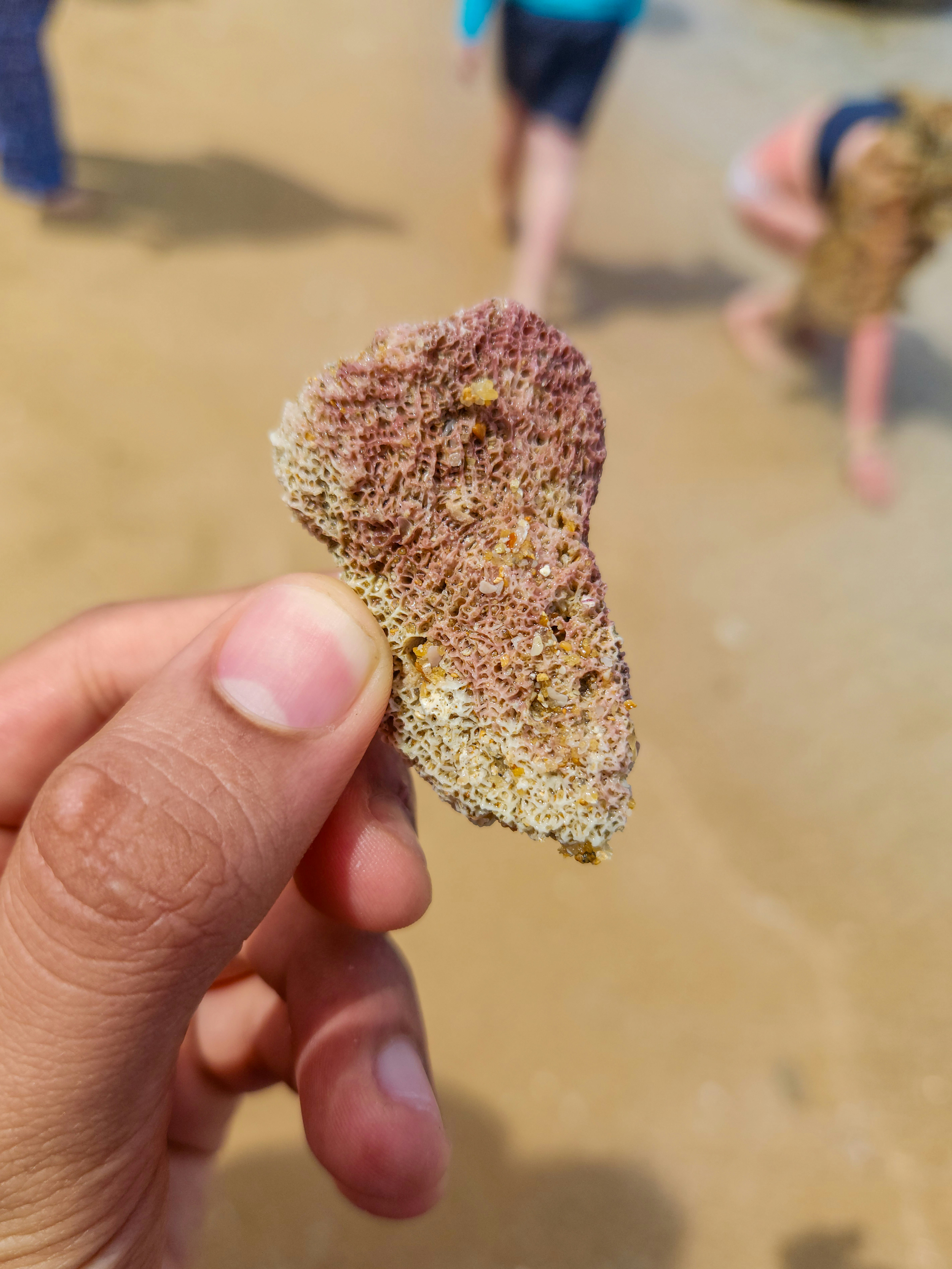 Hand holding a piece of weathered coral.