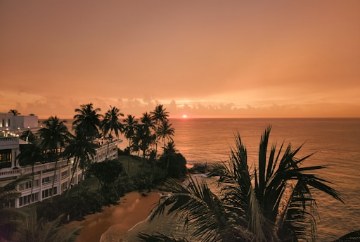 Sunset over ocean with palm trees.