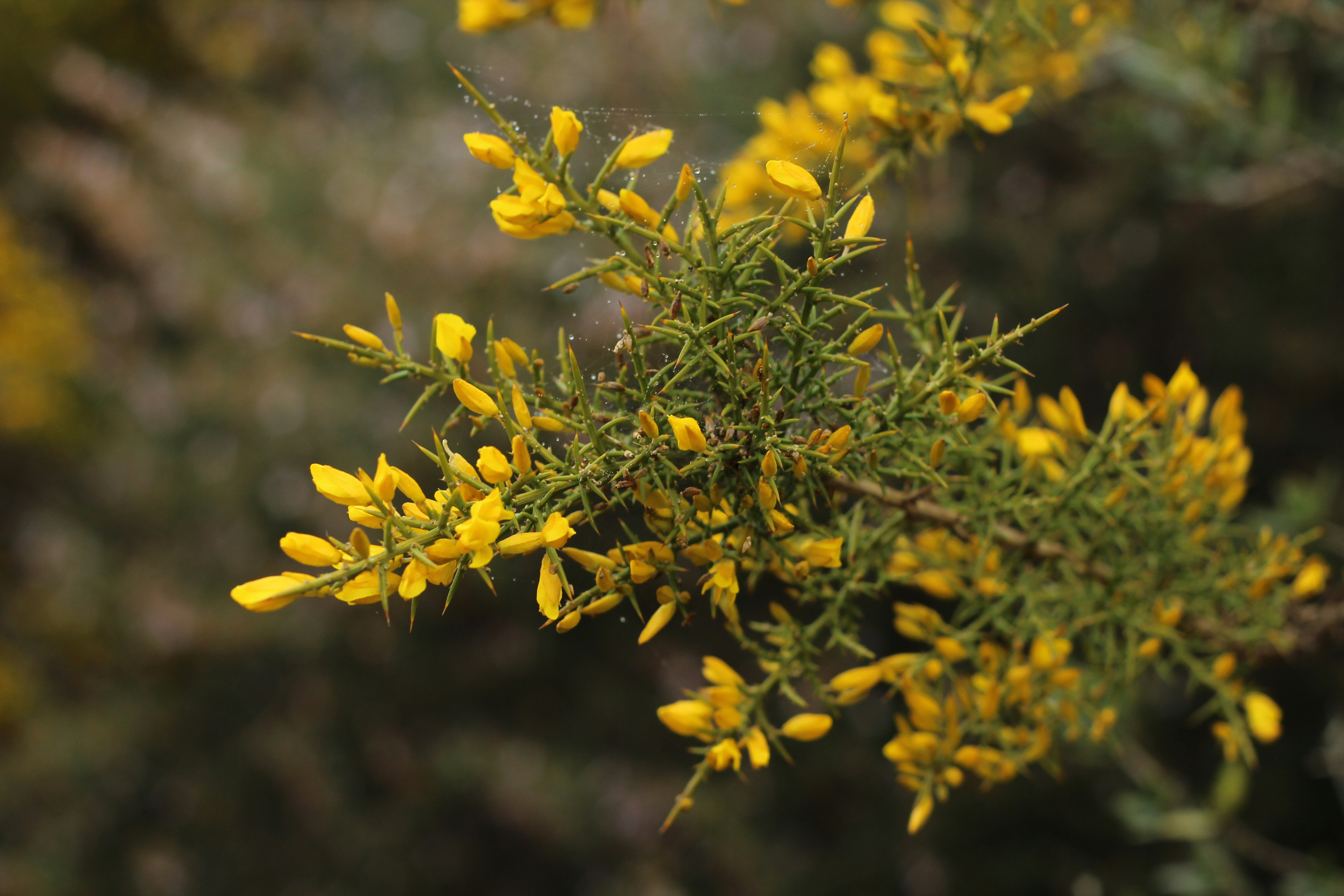 Photo by acinomferreira