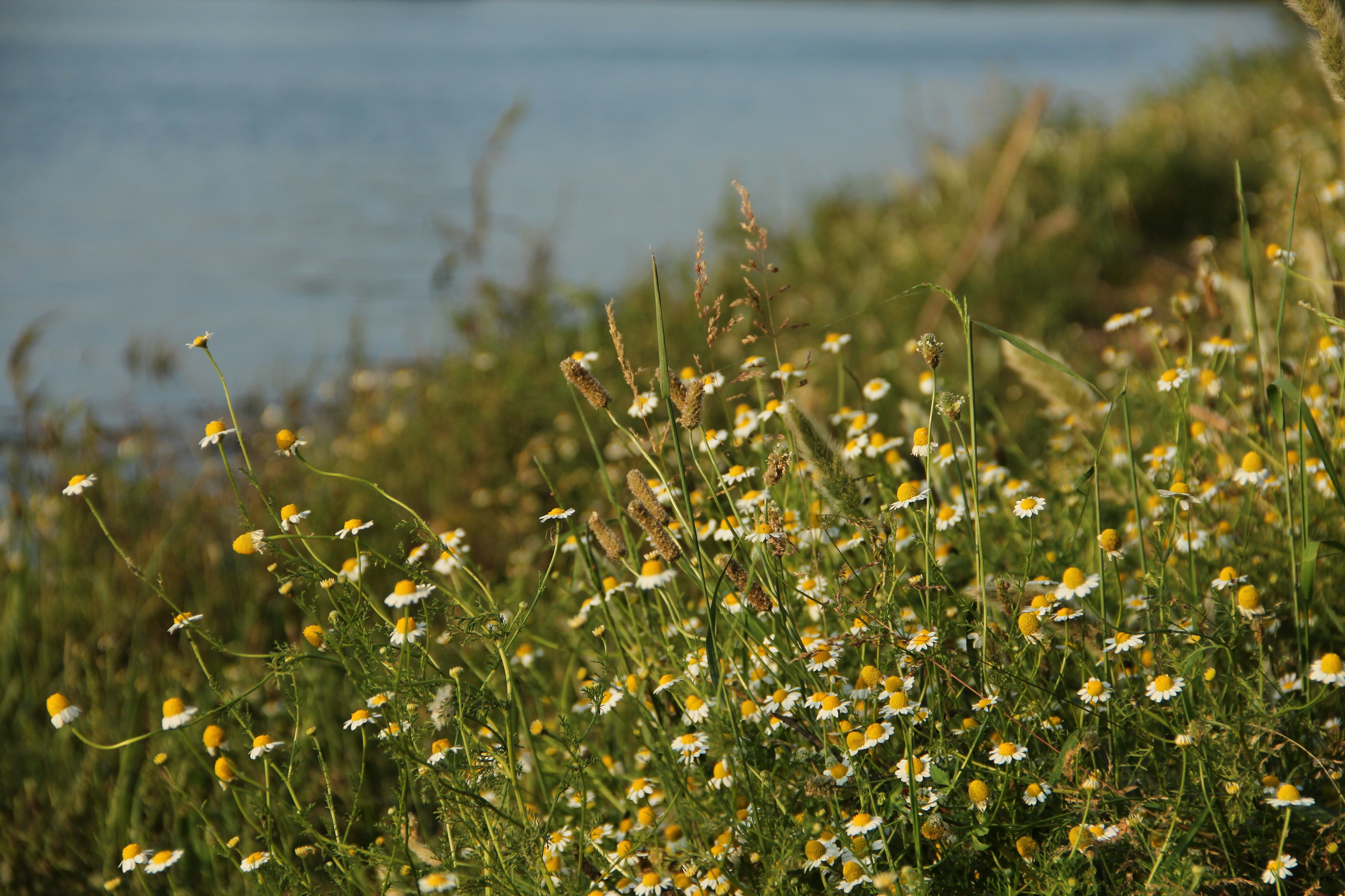 Photo by acinomferreira