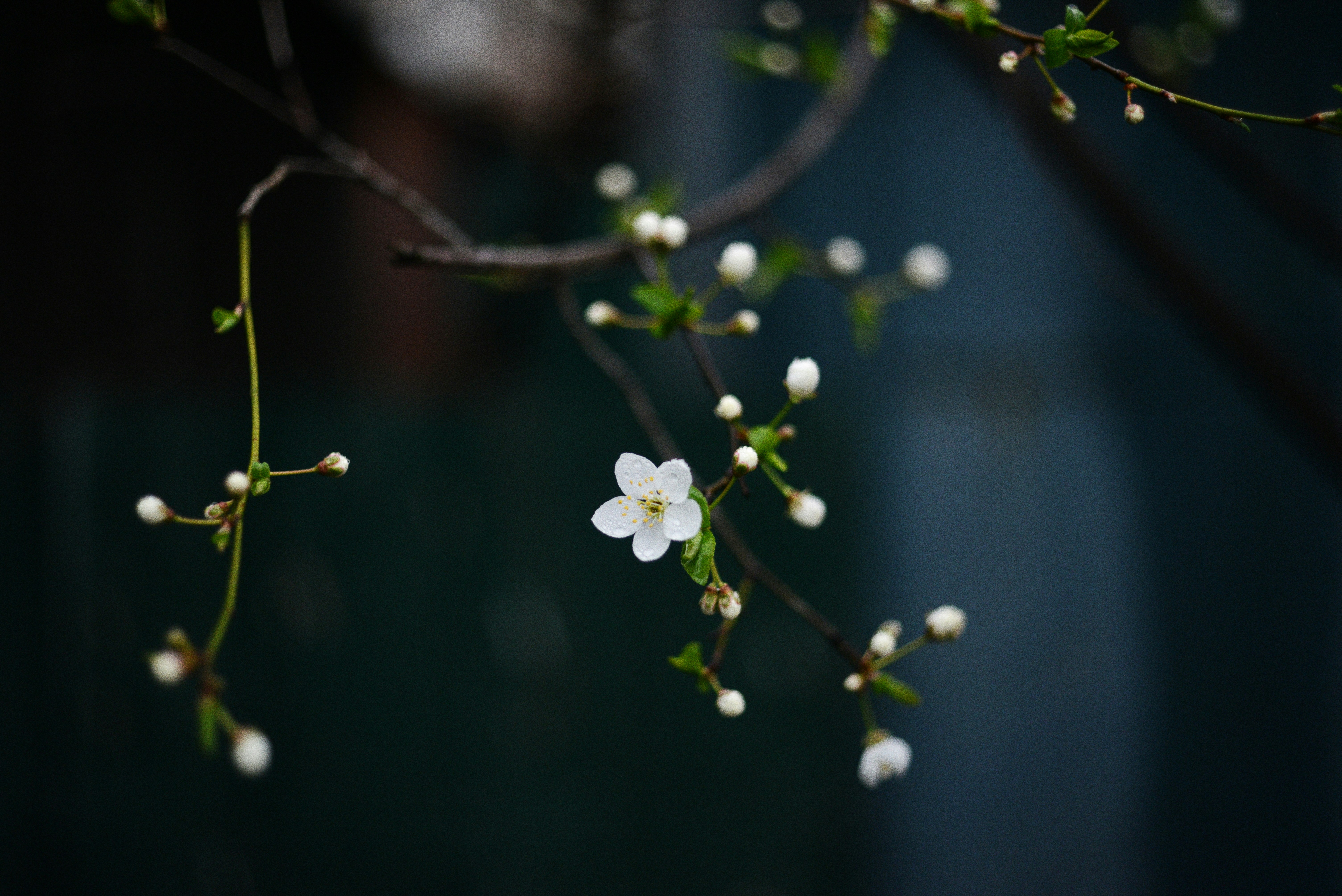 Photo by cherstve_pechivo