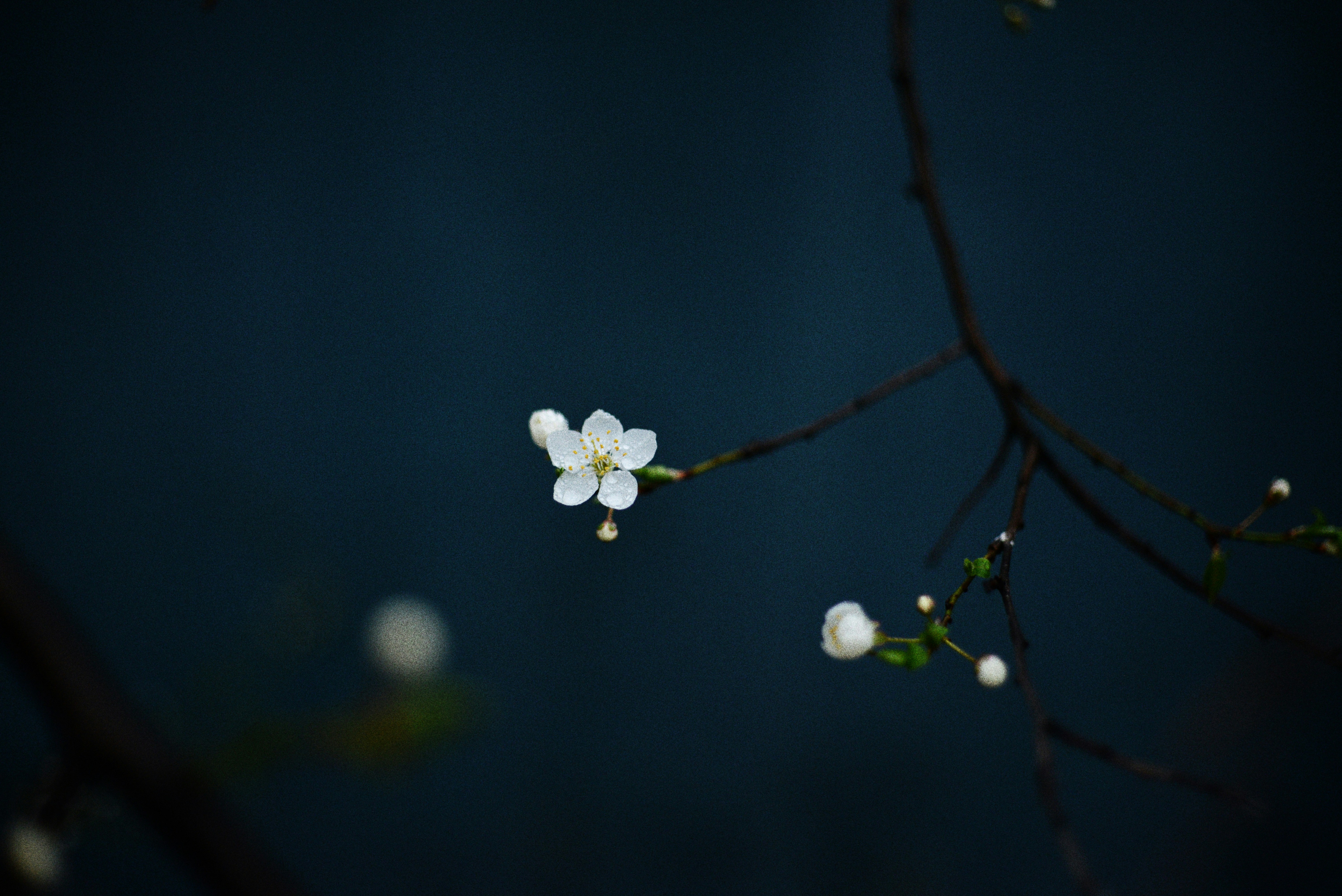 Photo by cherstve_pechivo