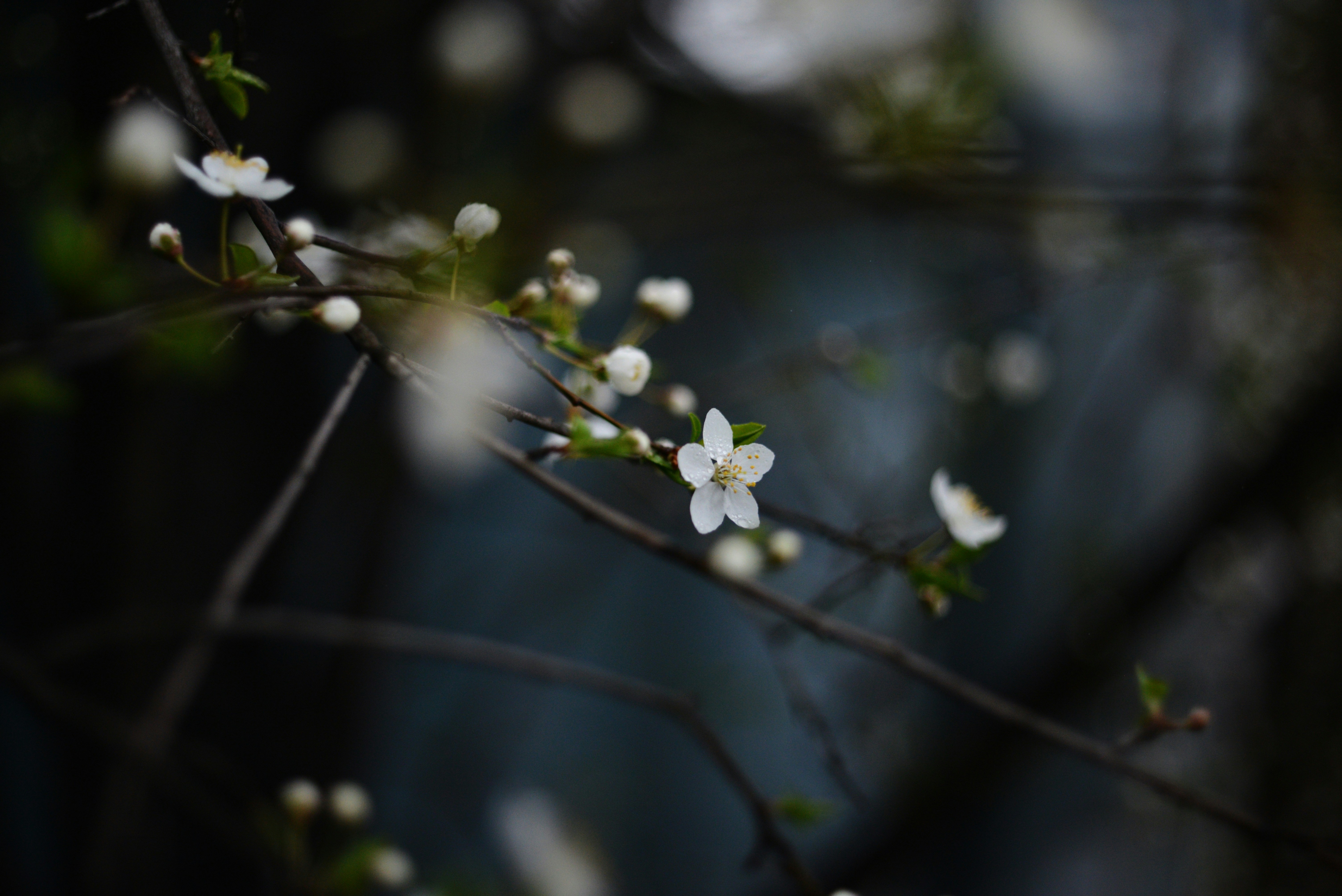 Photo by cherstve_pechivo