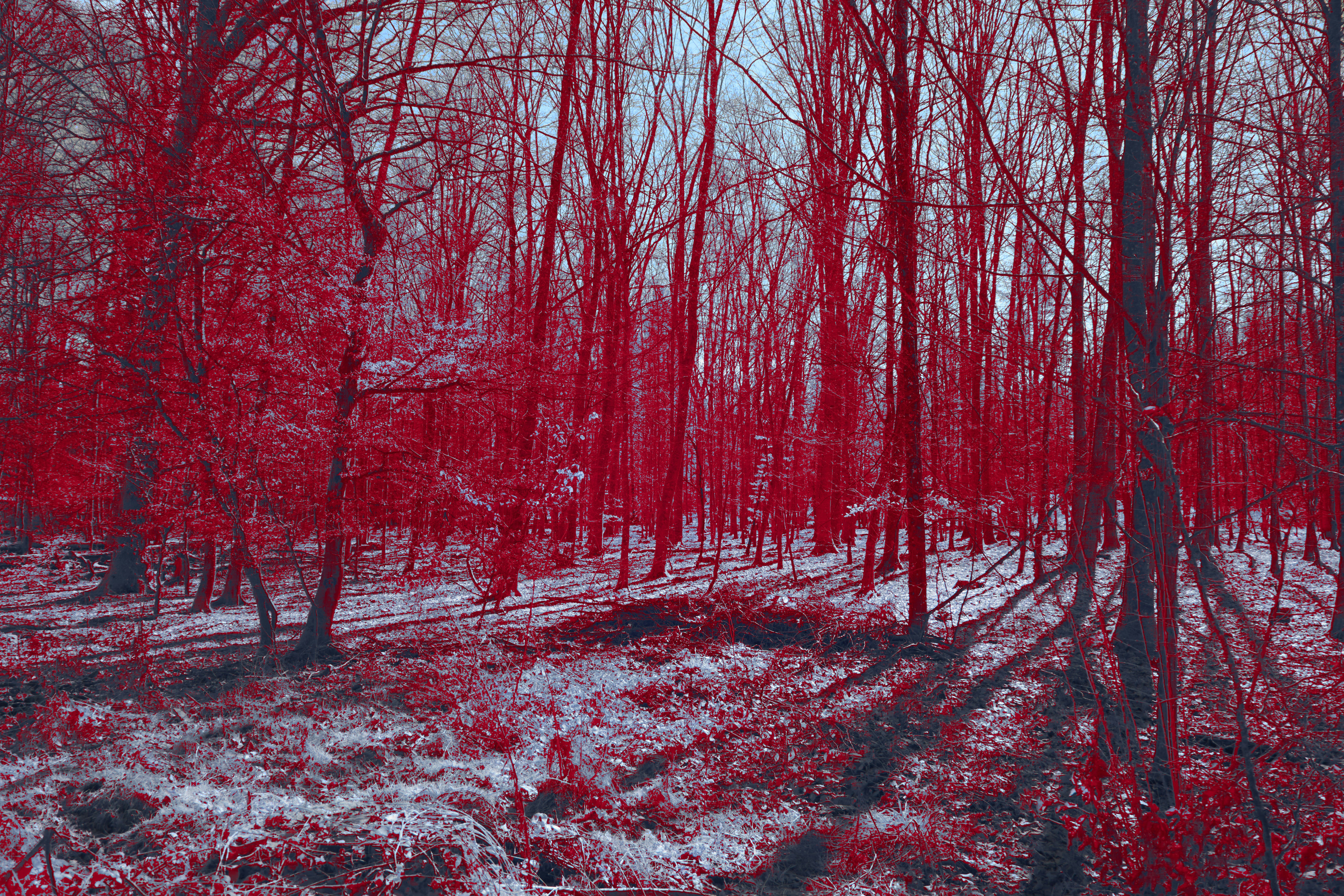 Photo by wolfgang_hasselmann