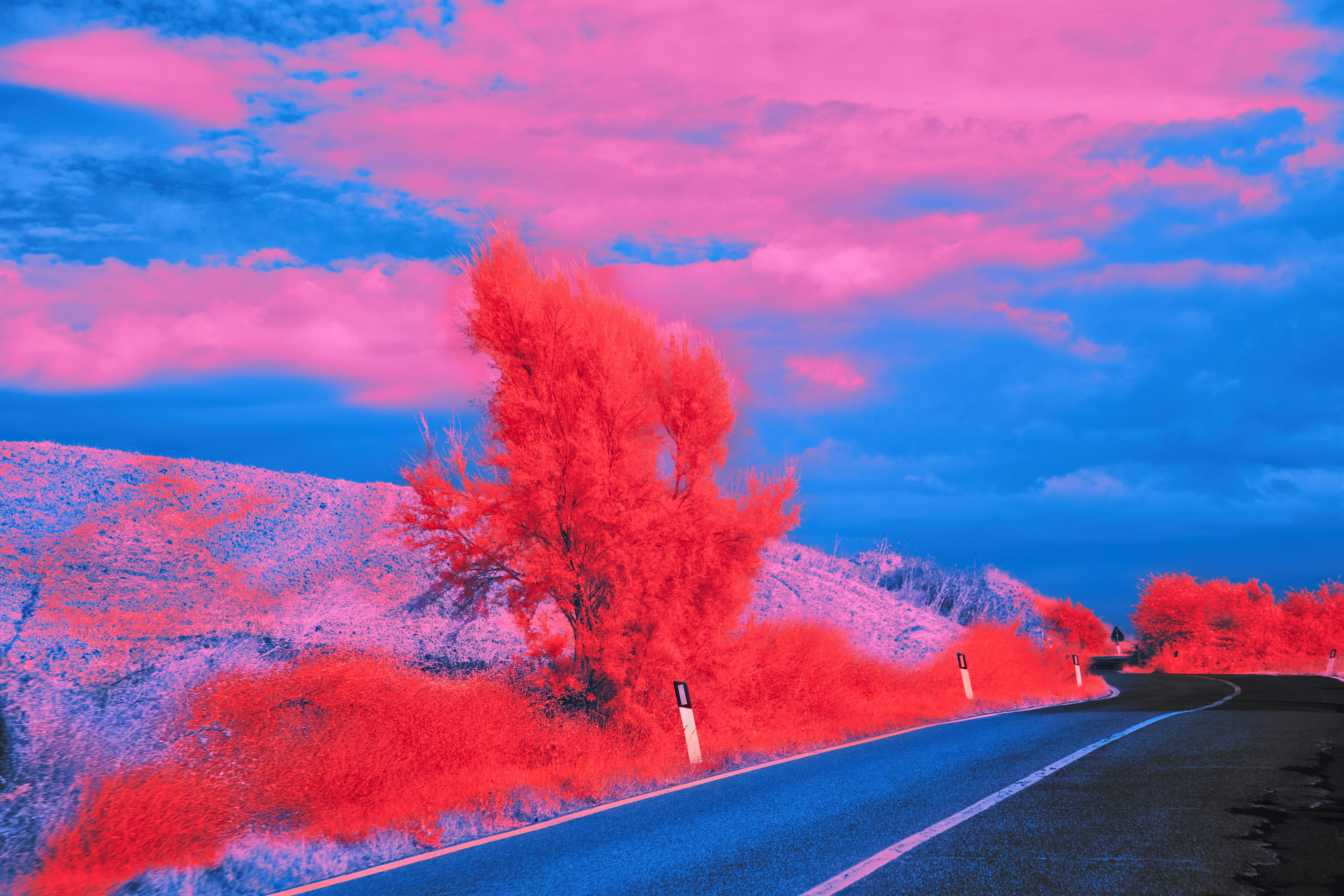 Road winds through pink trees and blue sky.