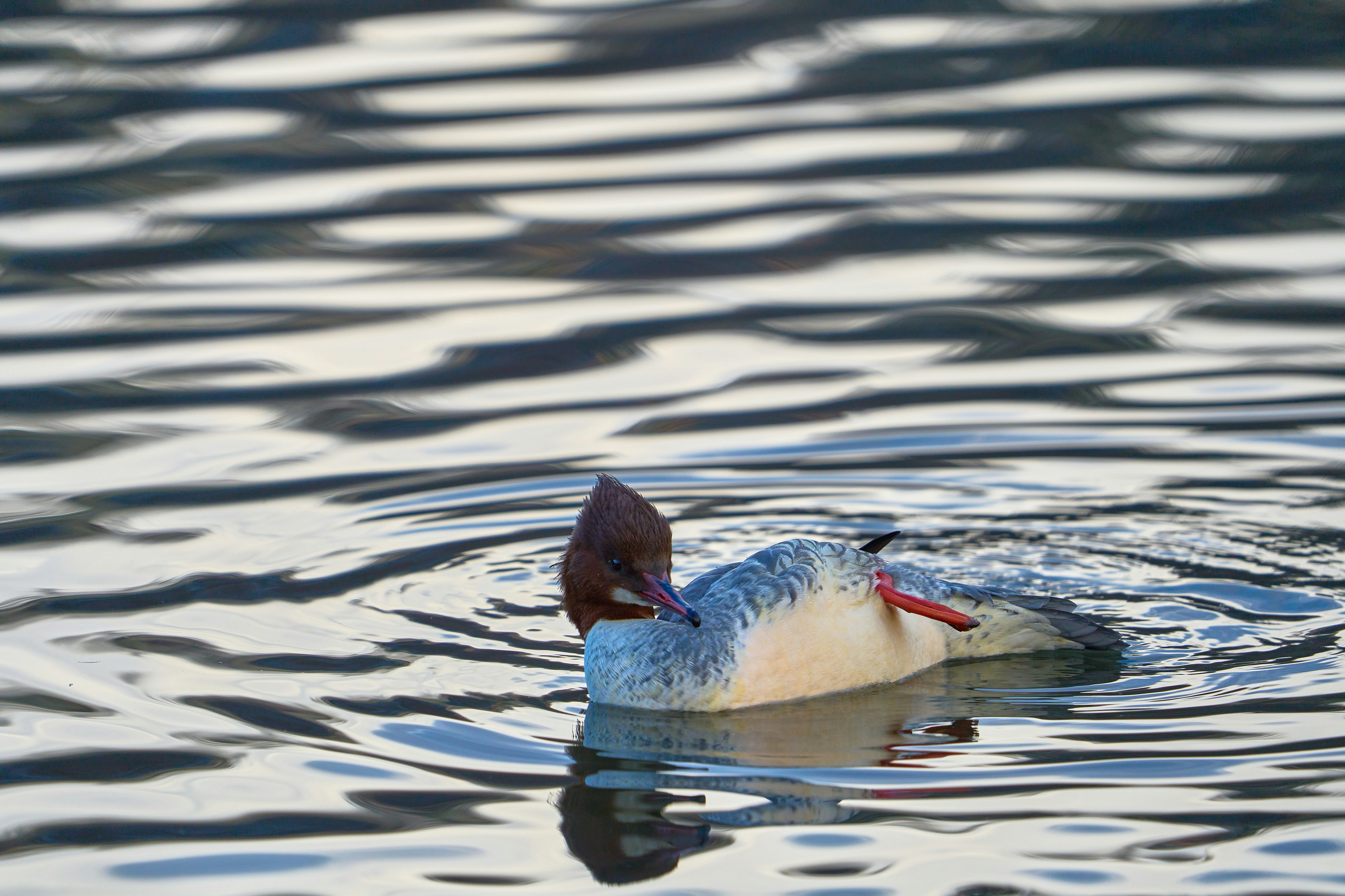 Photo by wolfgang_hasselmann