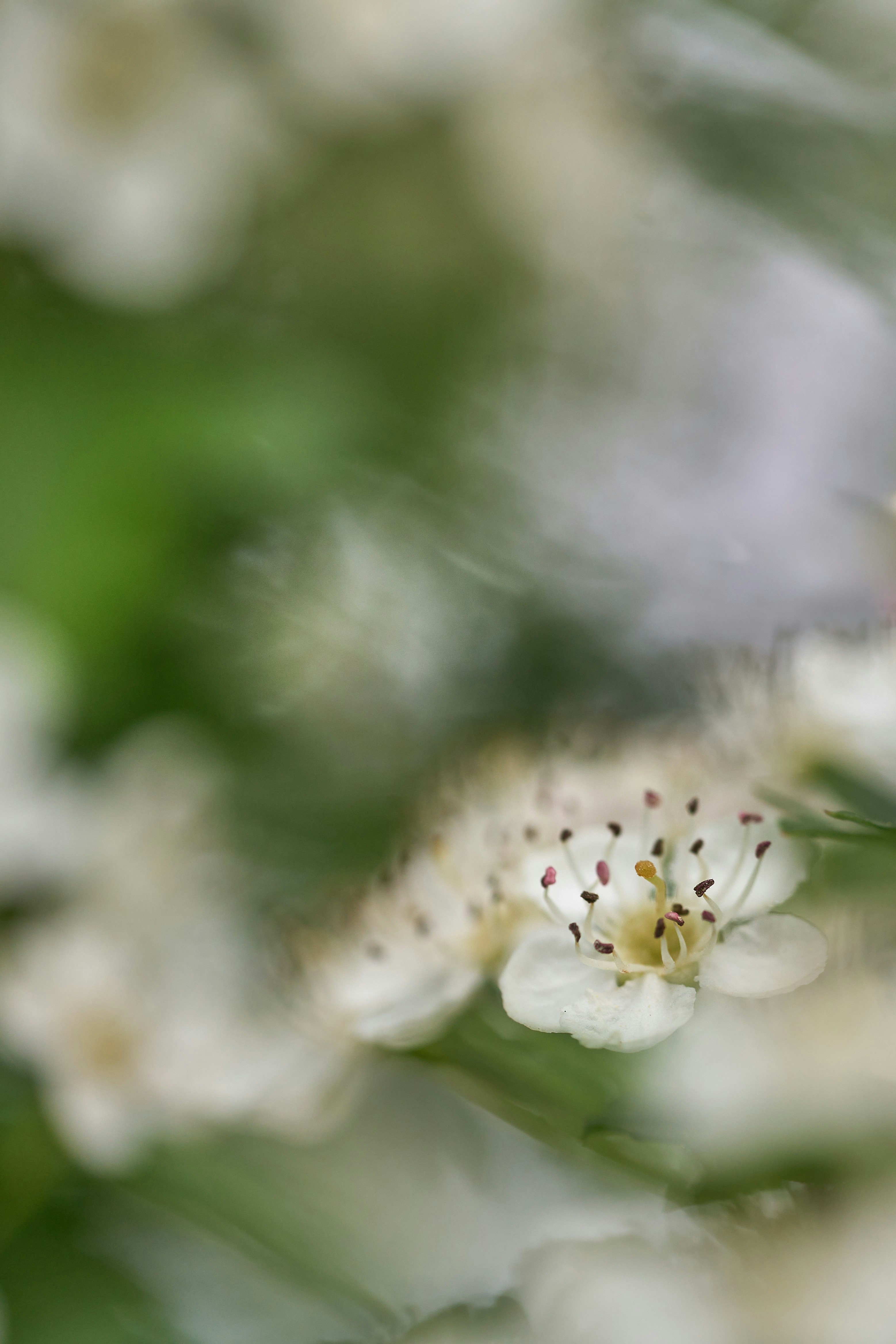 Photo by wolfgang_hasselmann