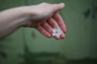 A hand holds a delicate, white flower.