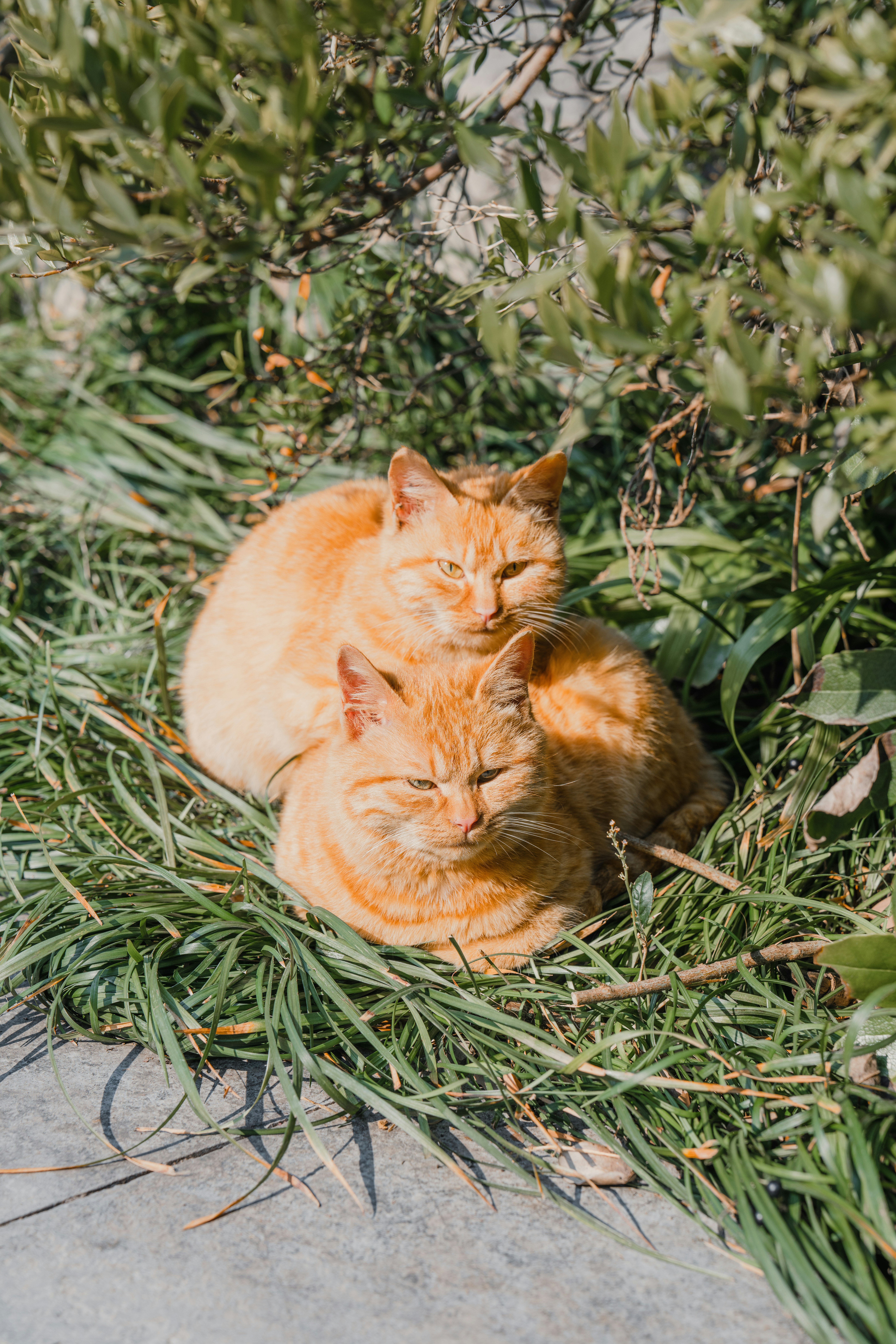 Two orange cats are sunbathing in the grass.