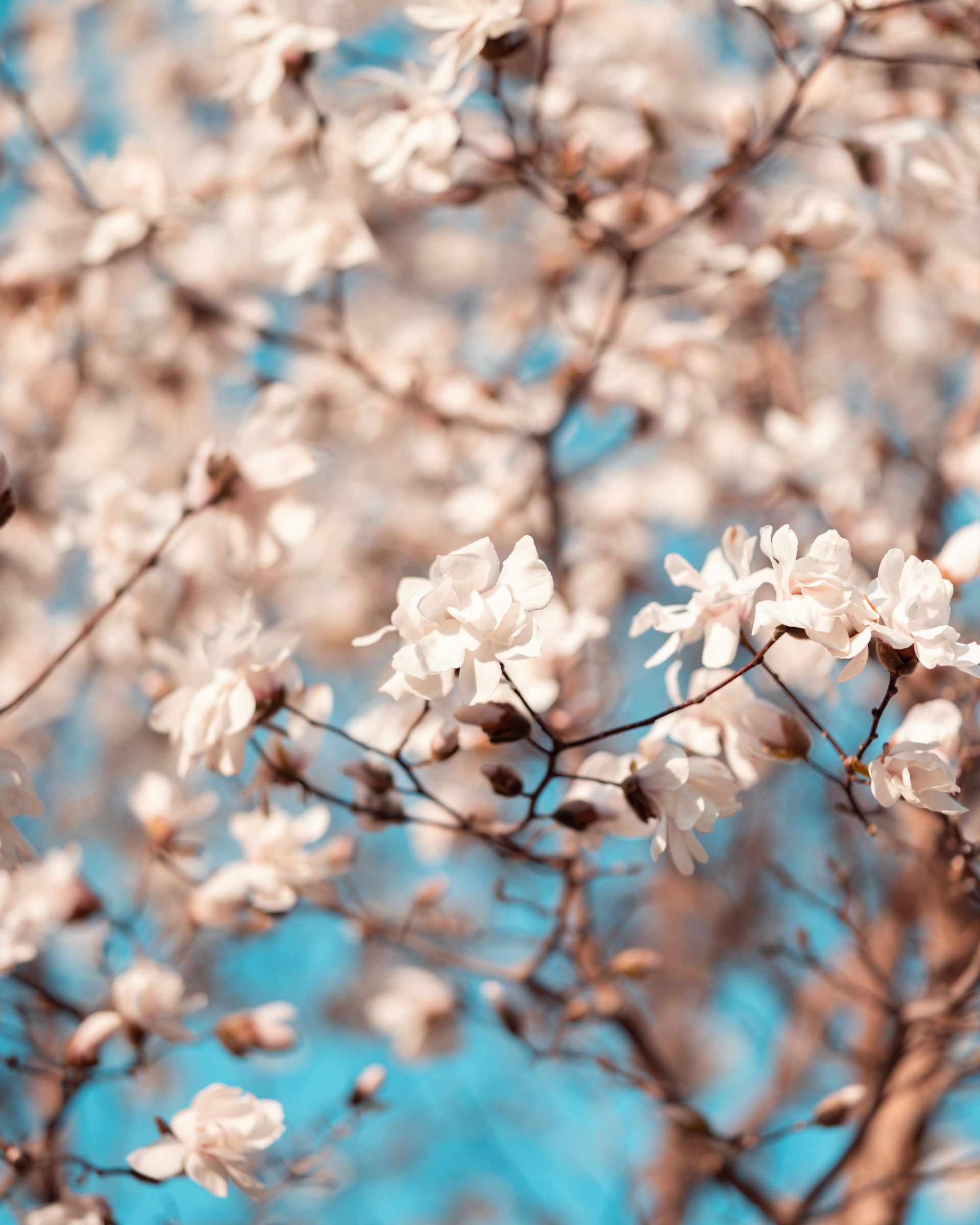 White blossoms bloom on a tree.