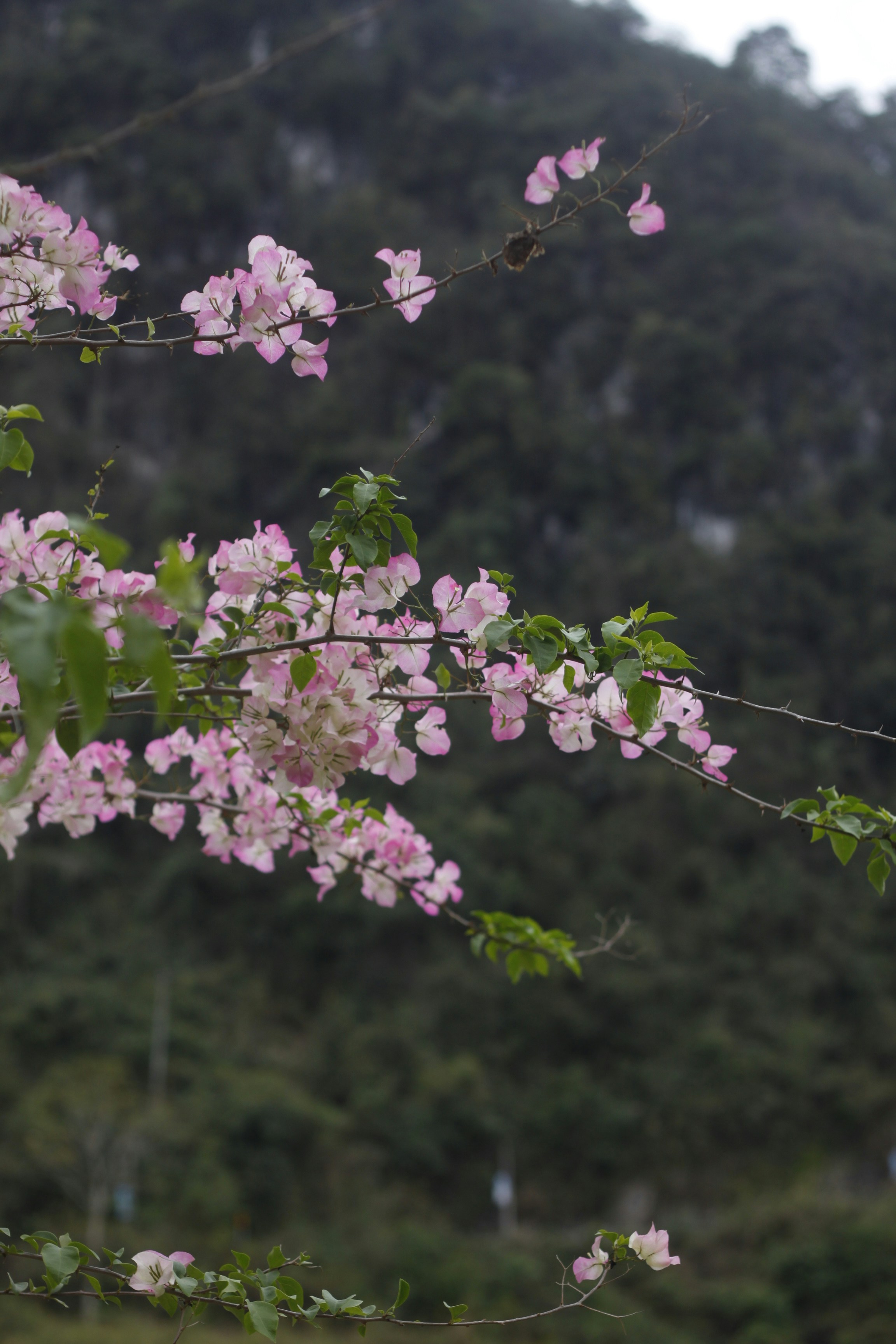 Lindas flores rosa desabrocham nos galhos.