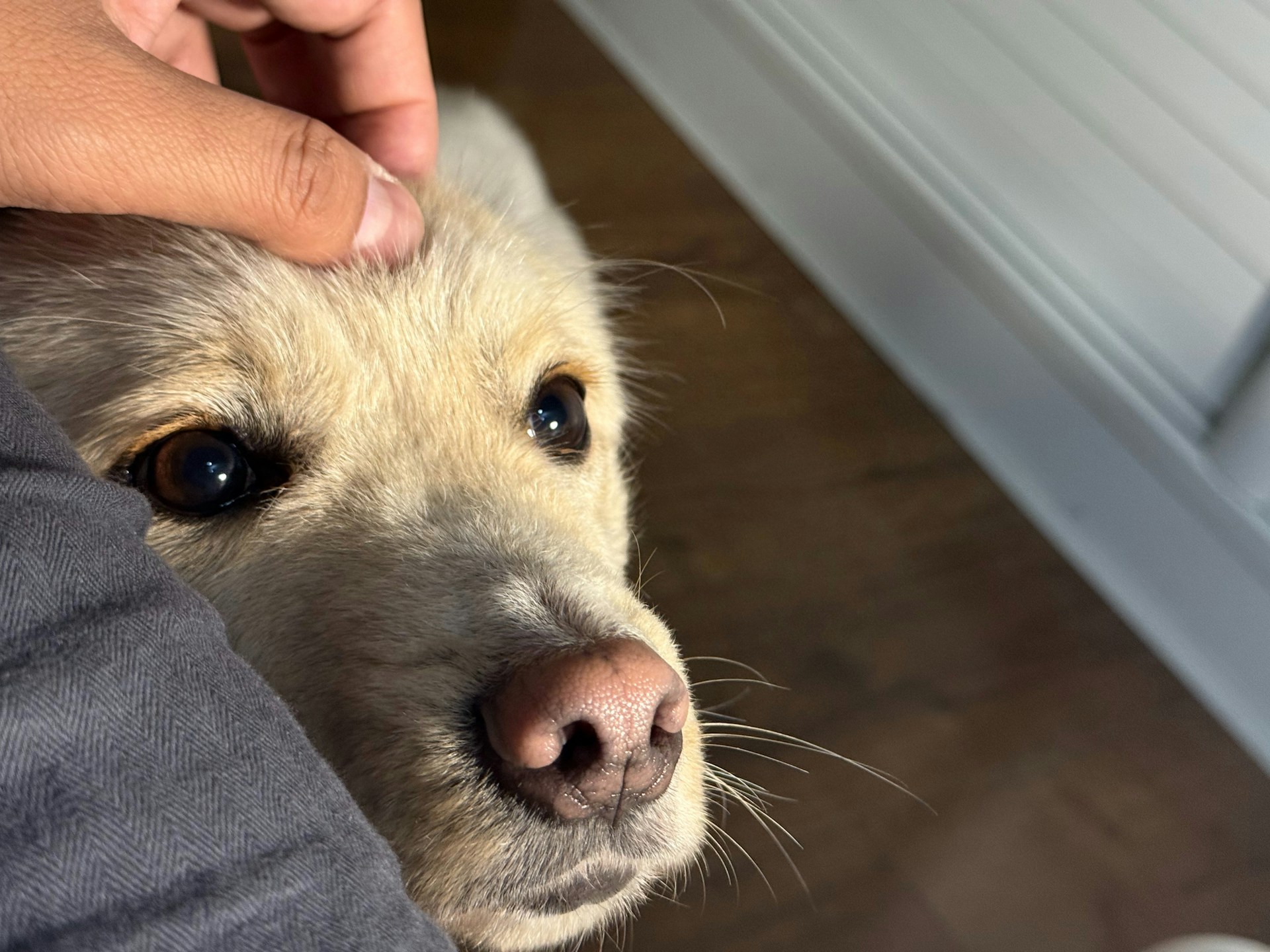A hand pats a cute white dog.