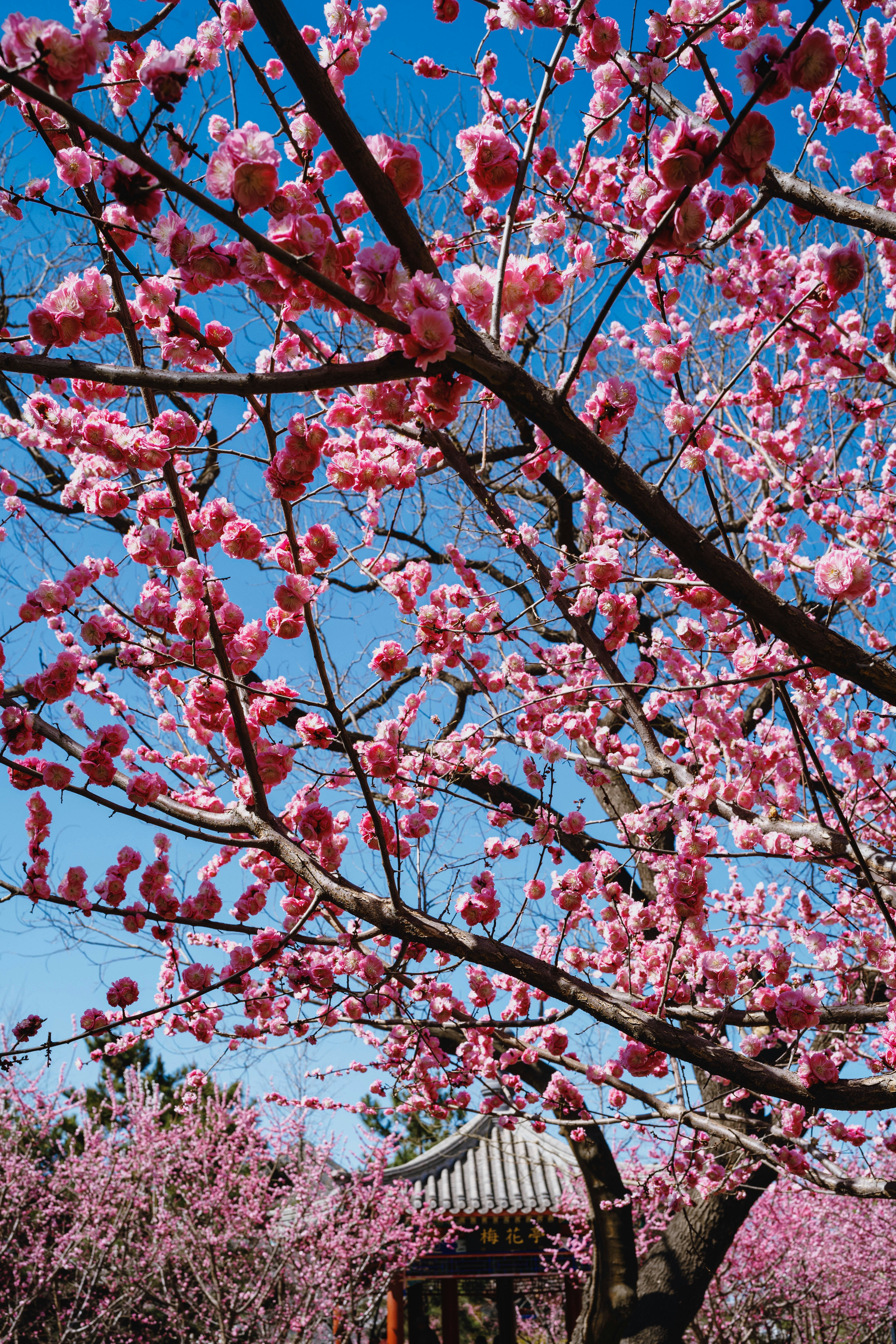 Photo by tommaomaoer