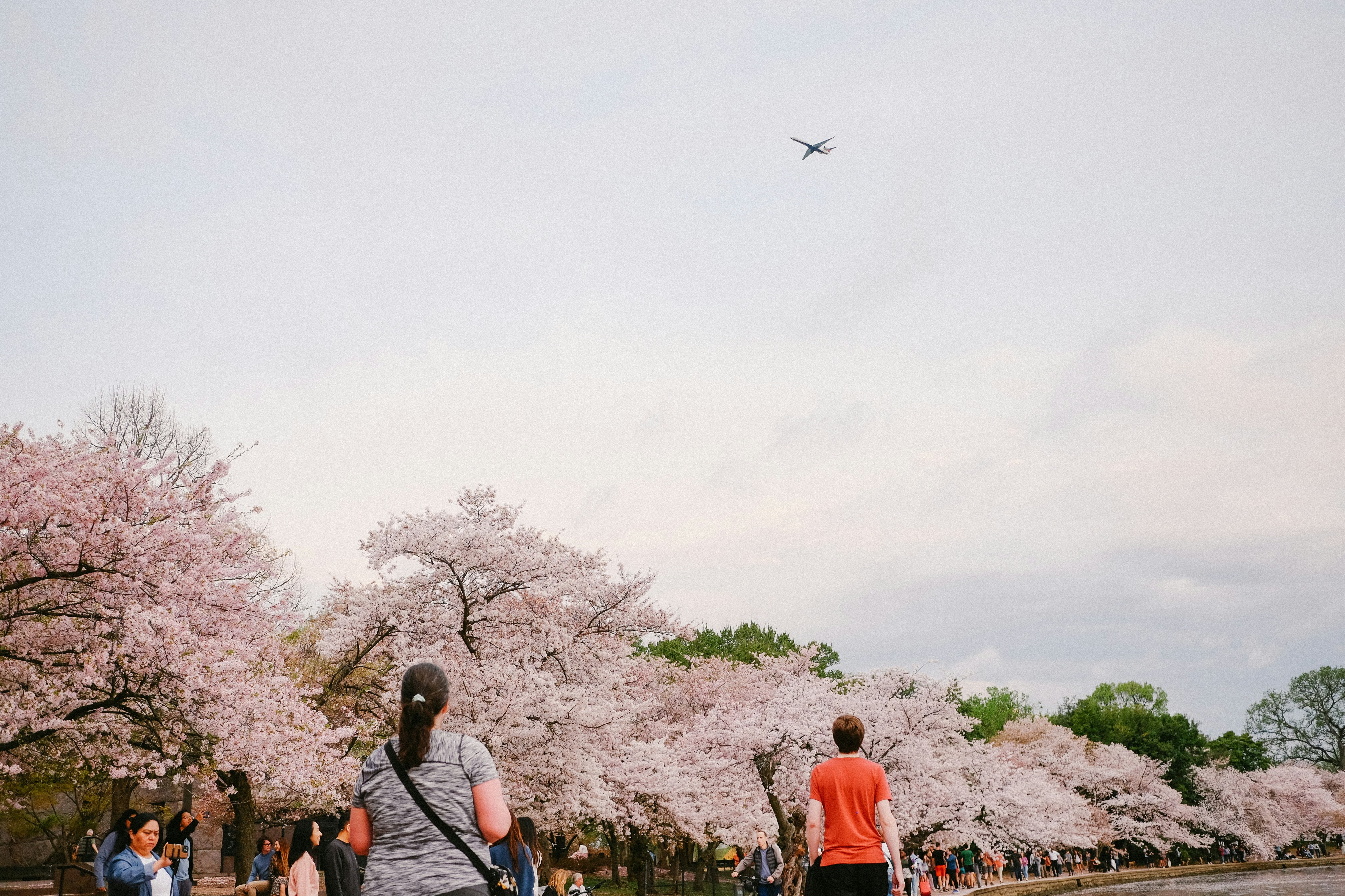 People enjoy cherry blossoms with an airplane overhead.