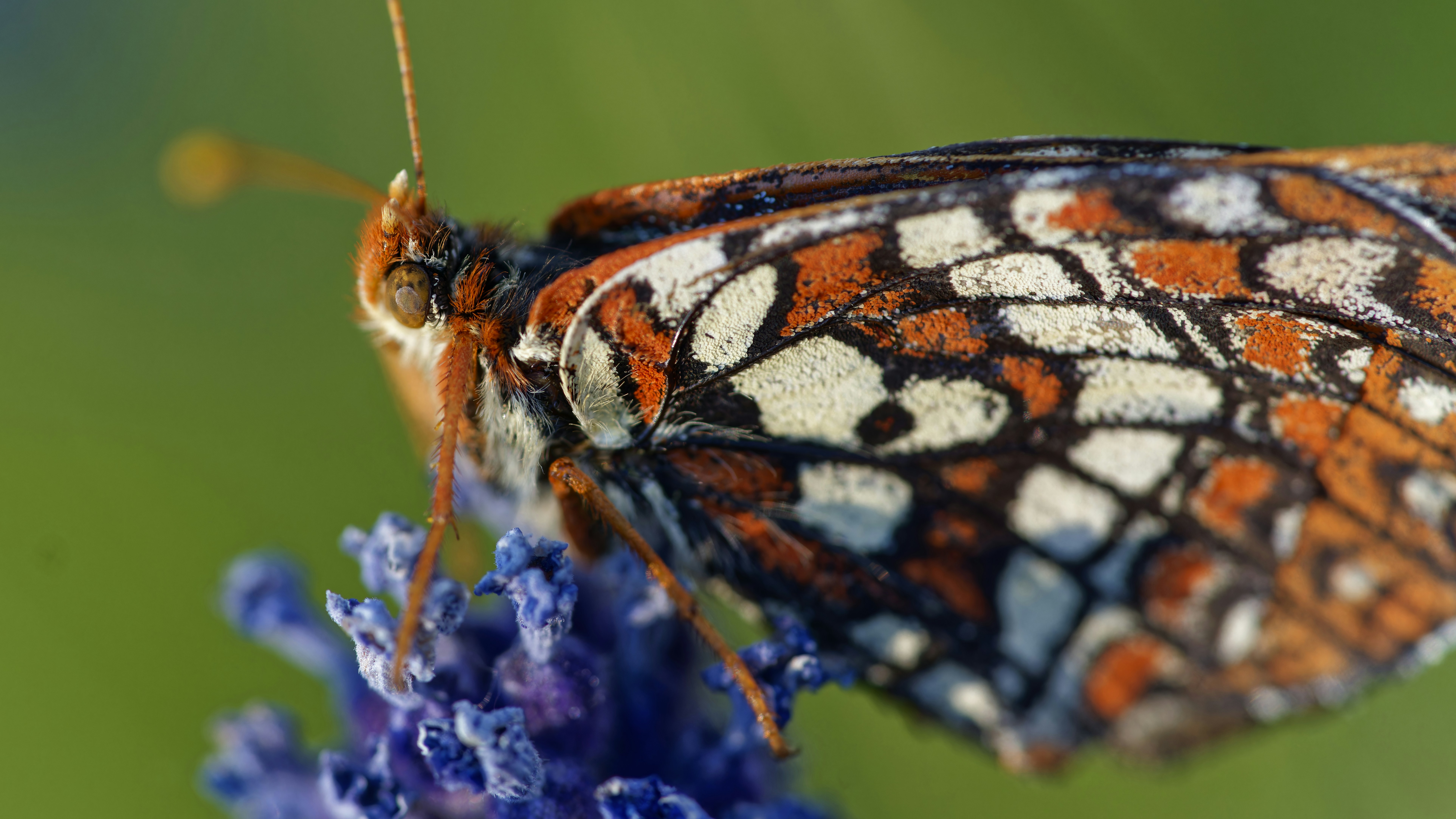 Colorado Springs cityscape