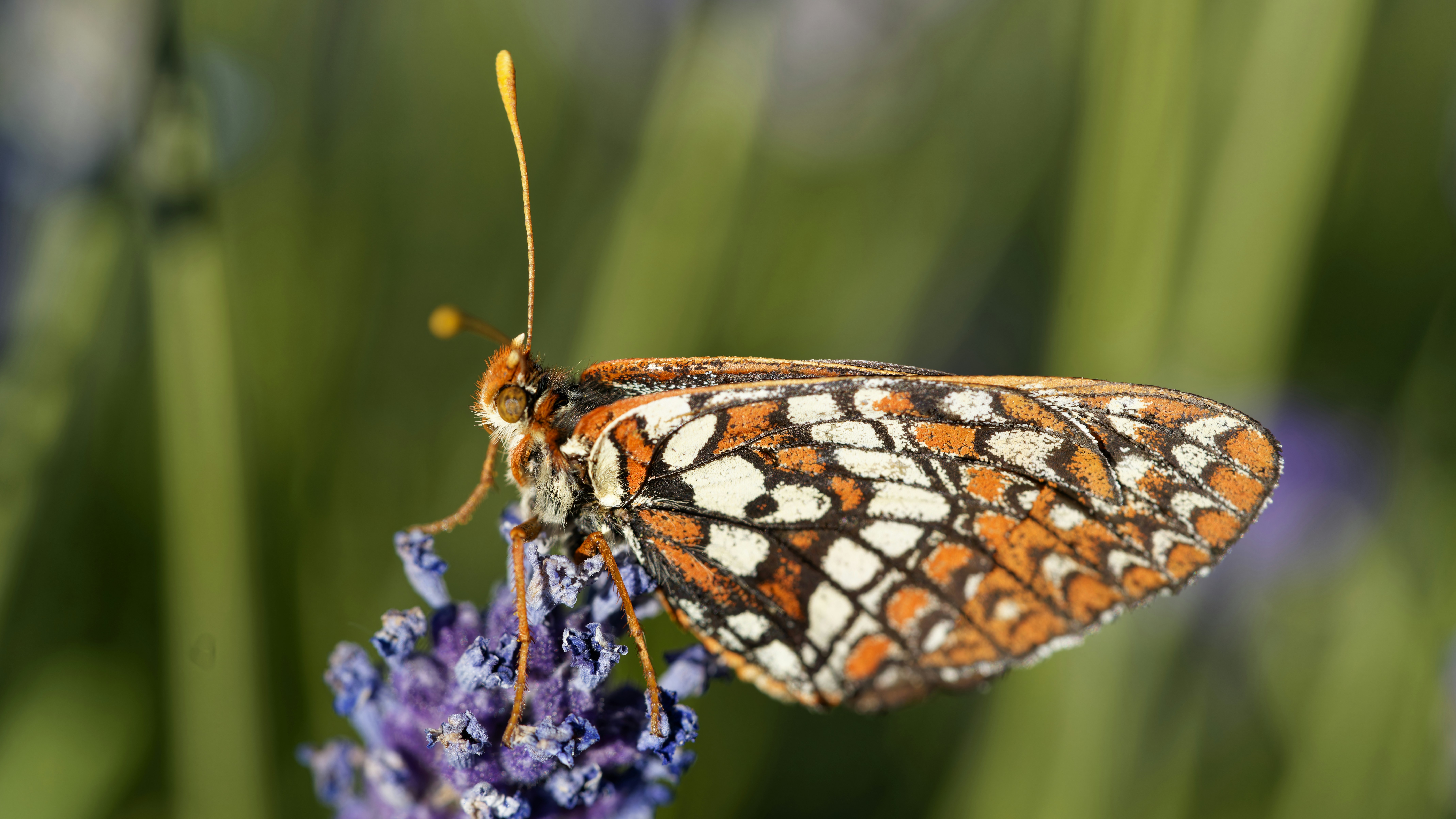 Photo by patrickbigelow_zoom_in