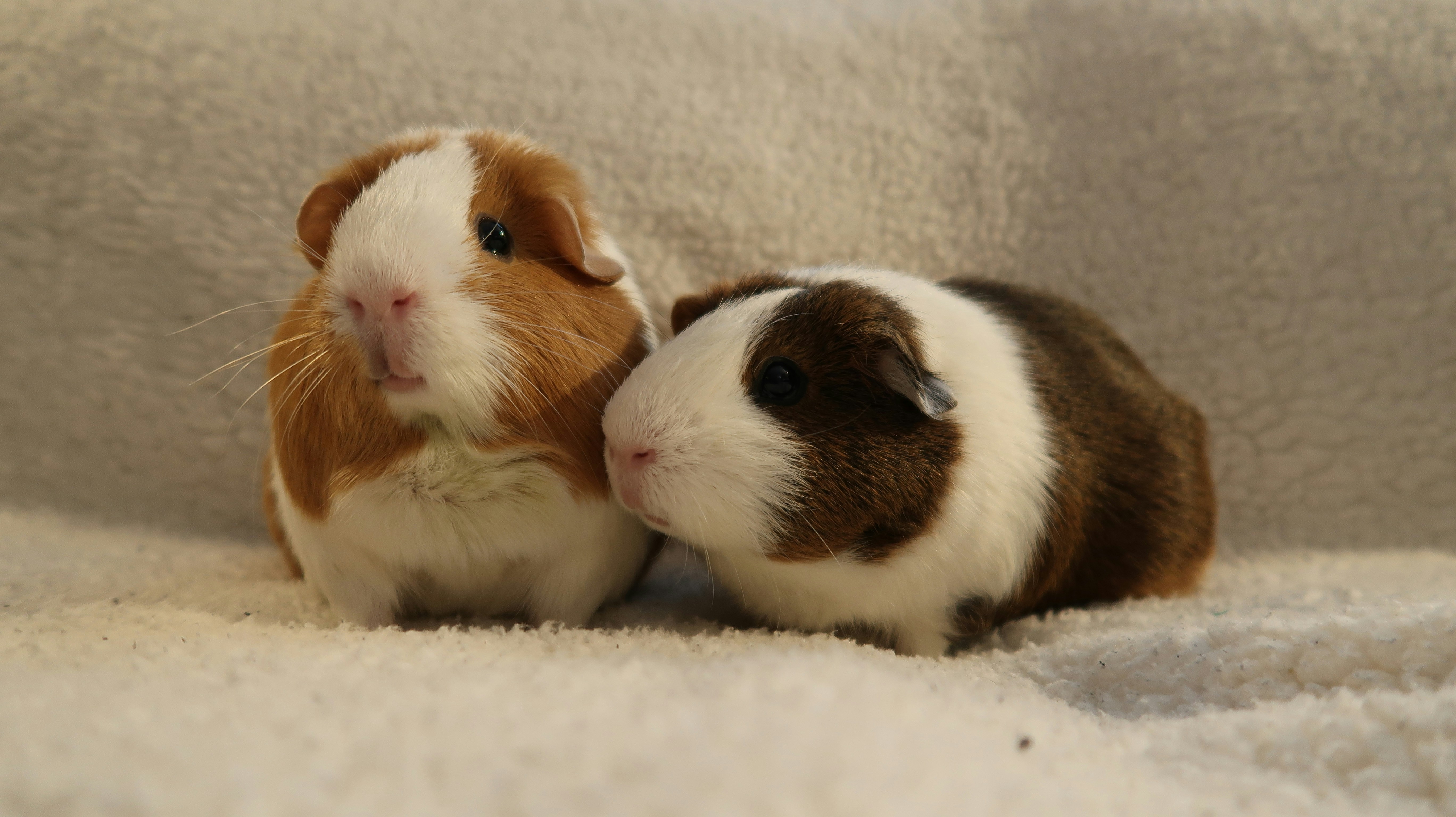 Proper small animal bedding setup with multiple layers