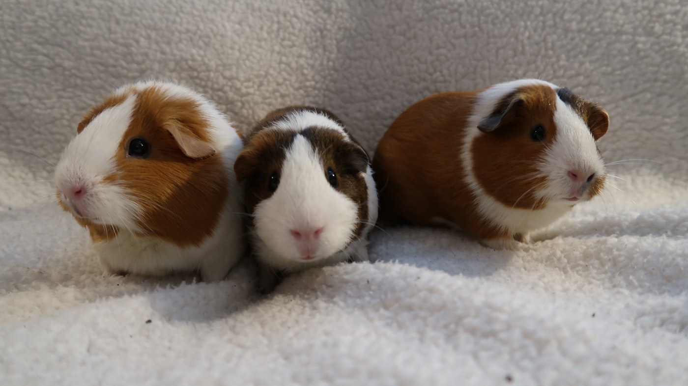 Three guinea pigs posing together