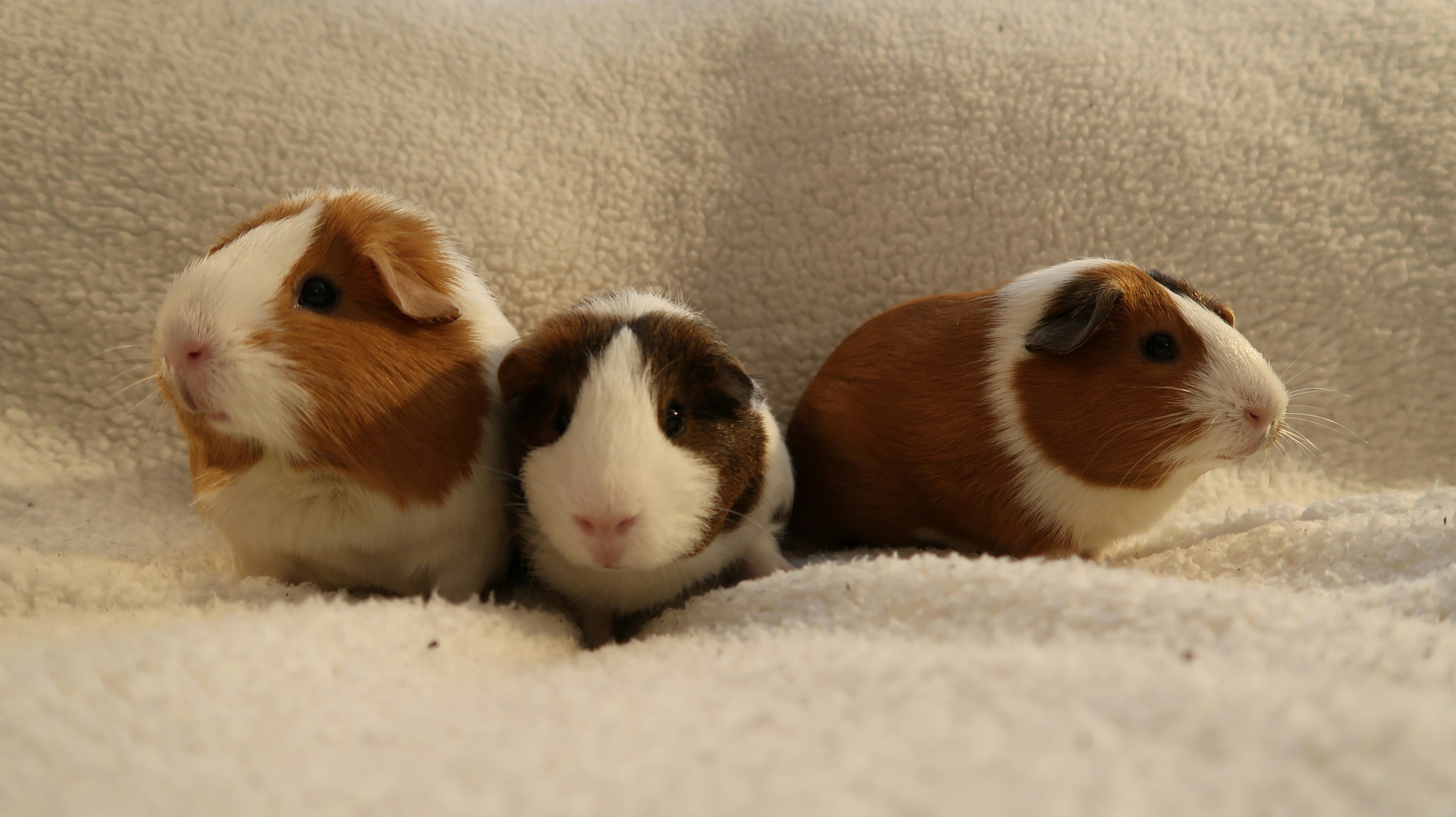 Three guinea pigs