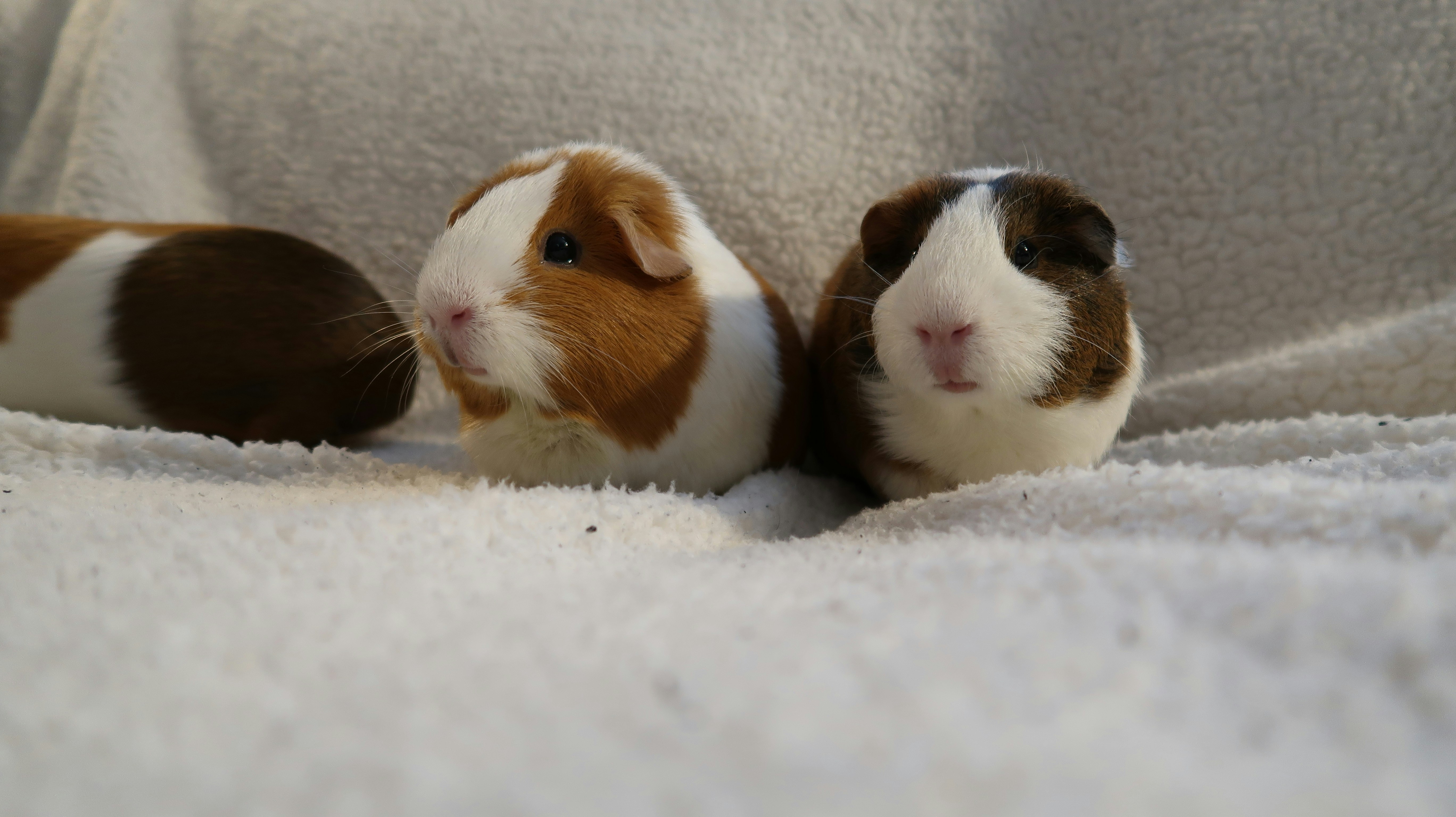 Communication and Social Intelligence (image credits: unsplash)