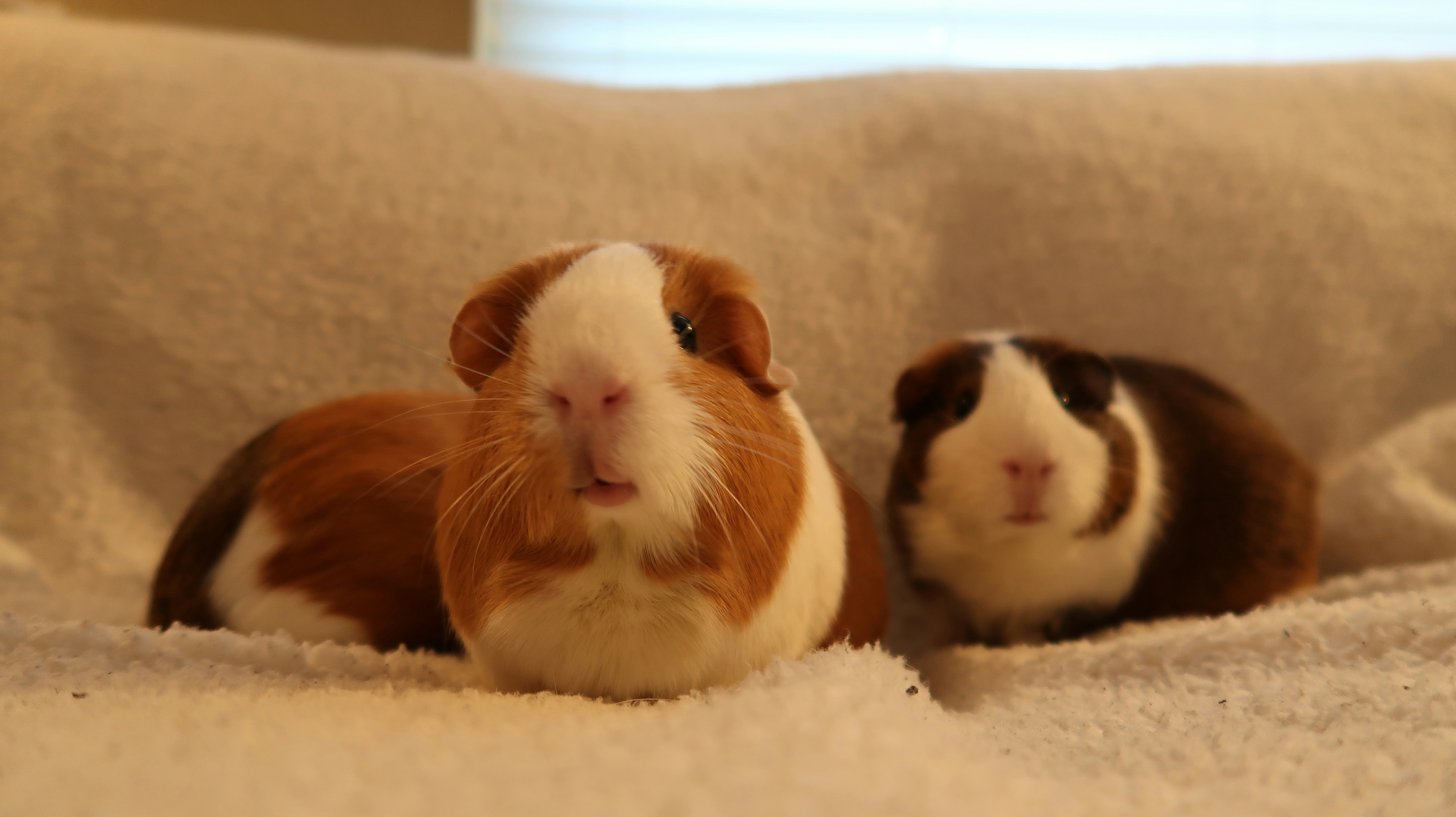 מדע השפמות: טיפול פרטני, דינמיקה קבוצתית