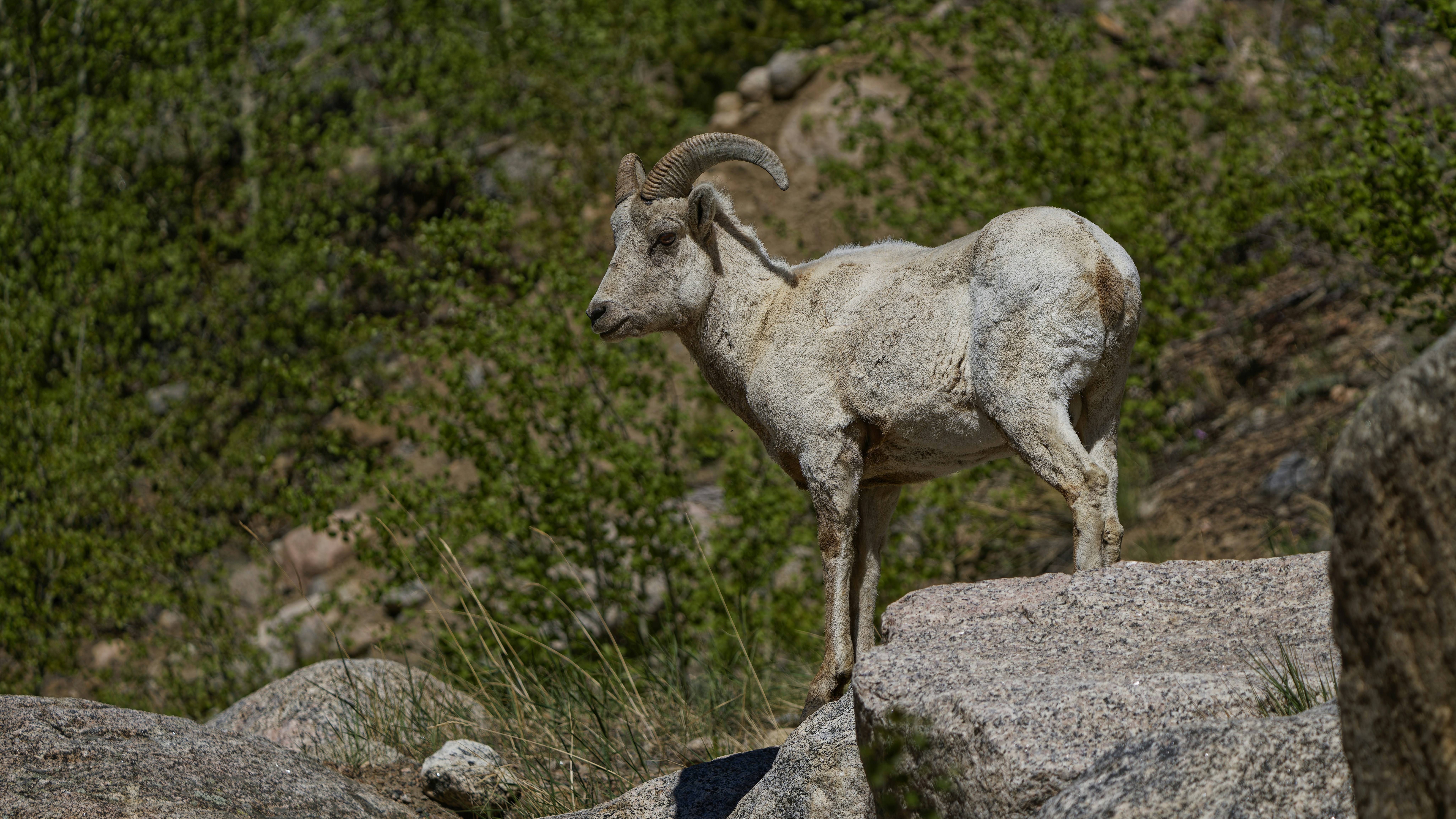 A bighorn sheep stands on a rocky outcrop.