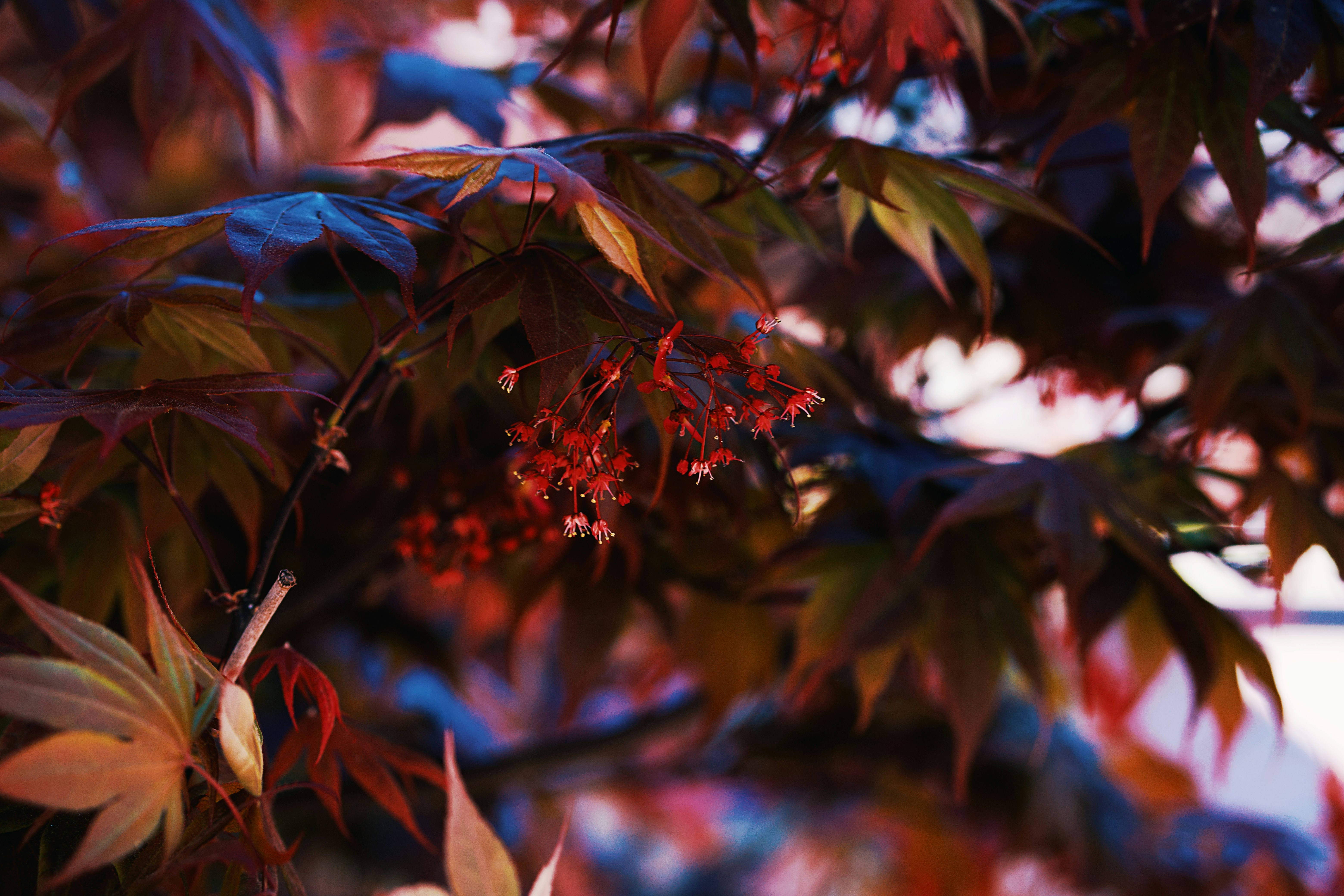 Photo by leiadakrozjhen