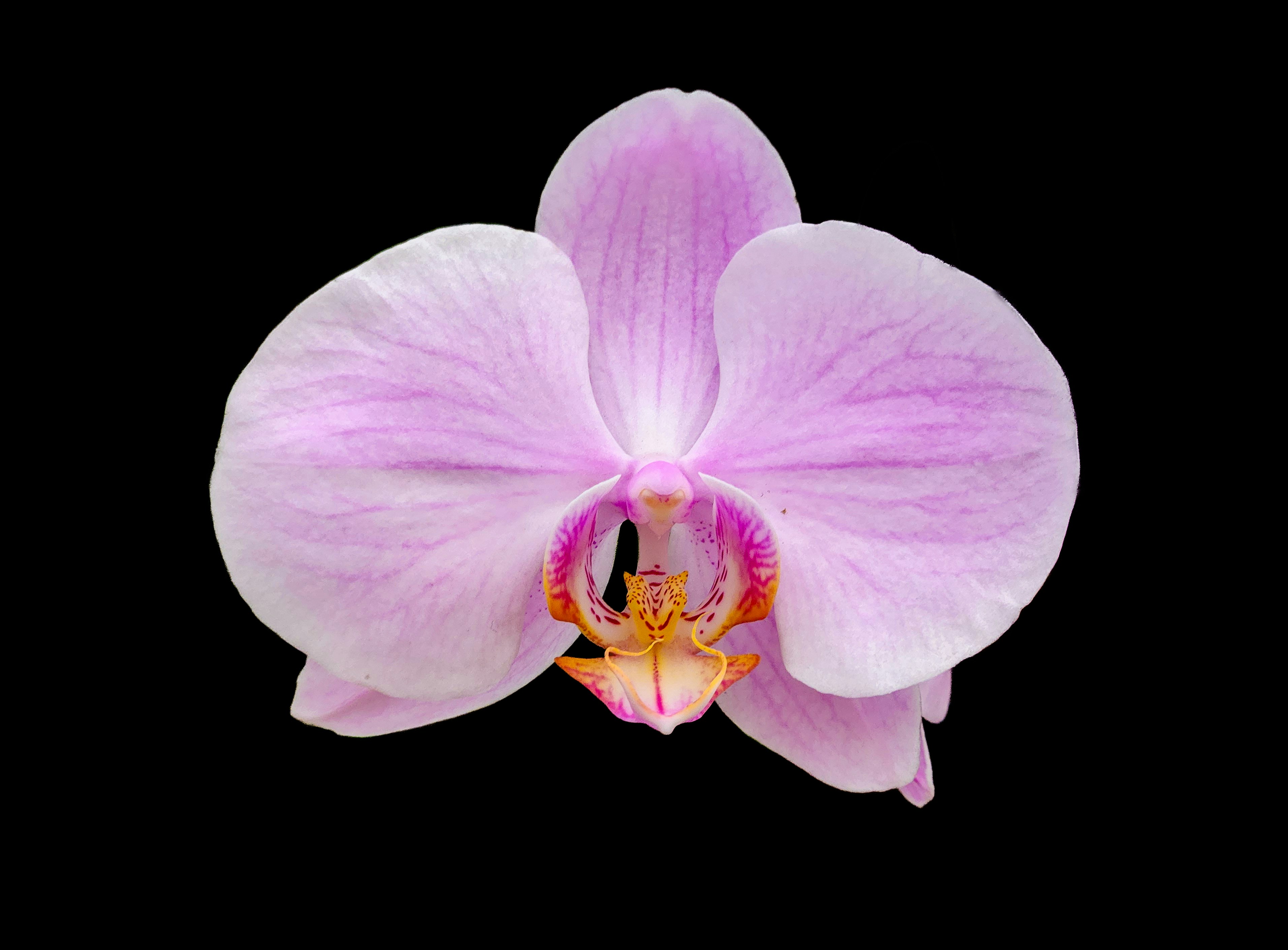 Photo by zoshuacolah