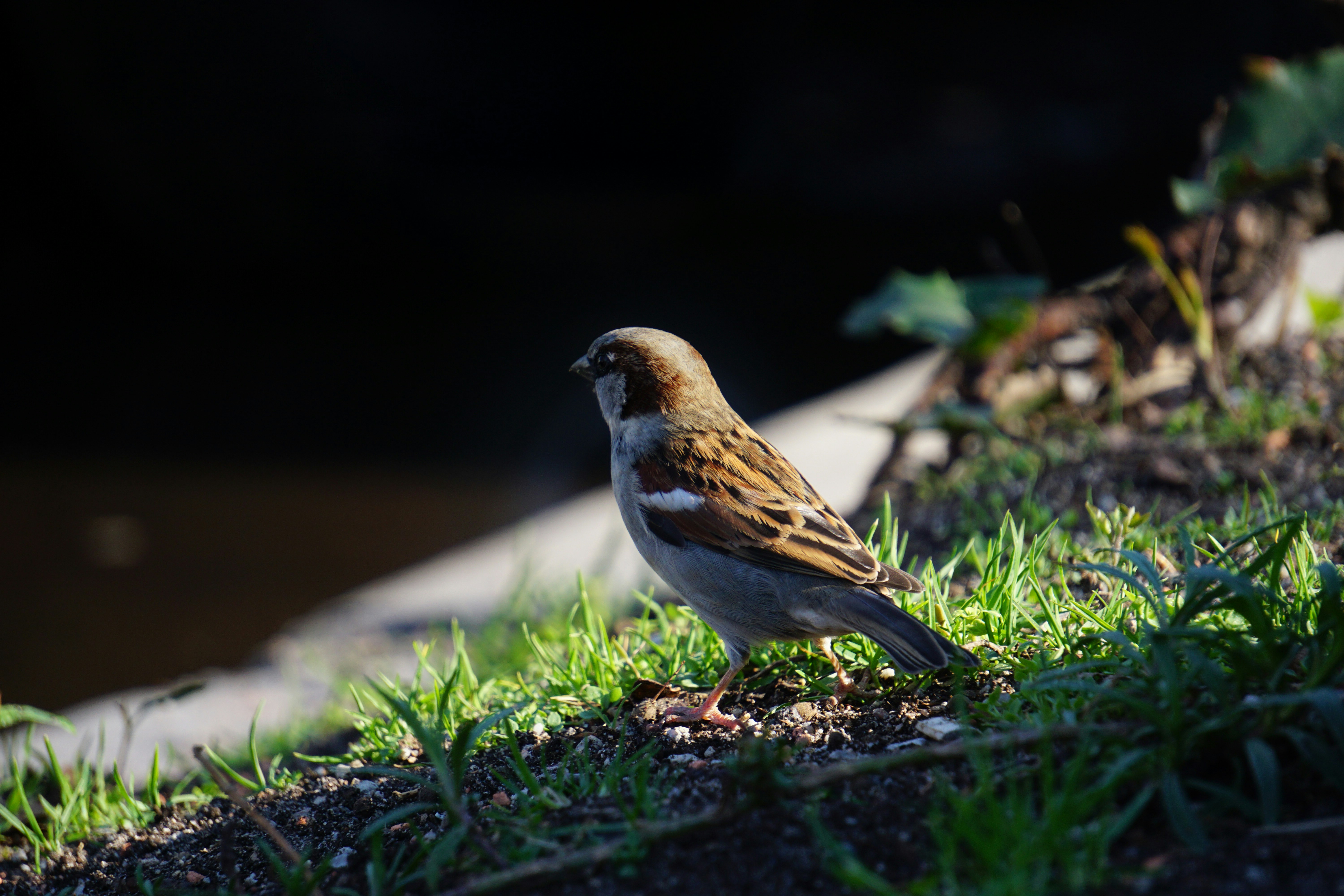 Photo by henry_storck