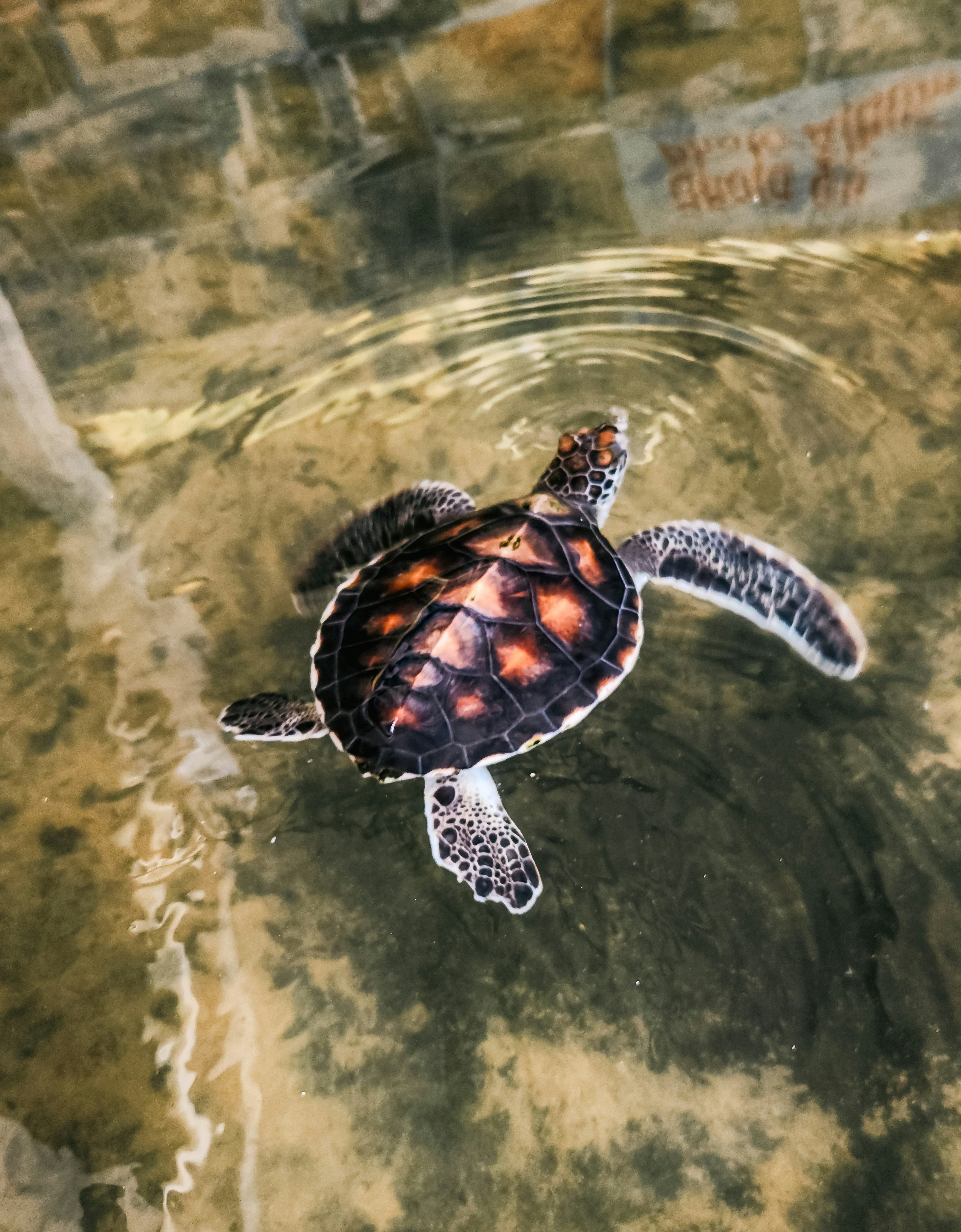 Un bébé tortue de mer nage gracieusement dans l'eau. photo – Image gratuite  de Animal sur Unsplash, image size:3000x3844