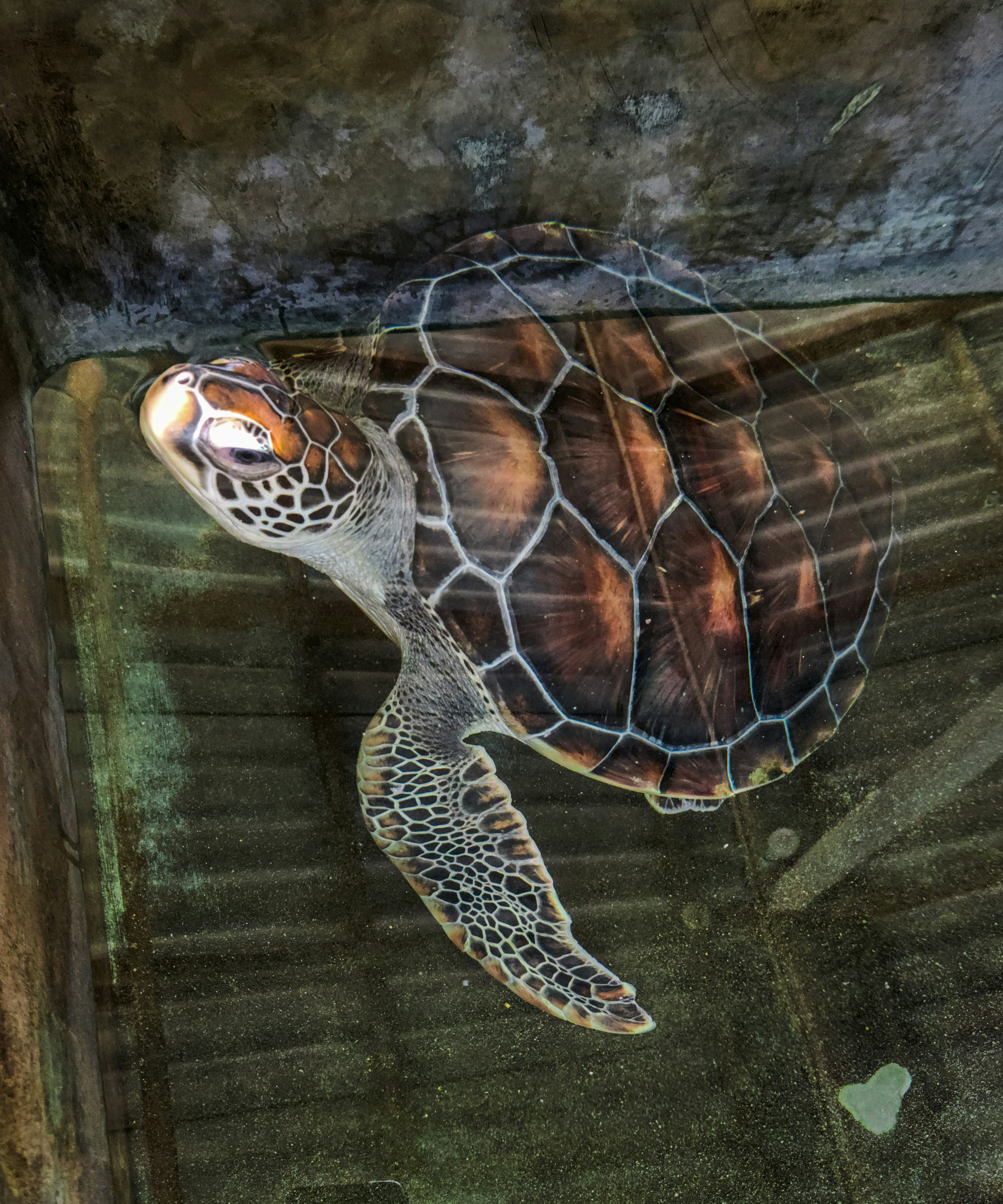 Rencontrez la tortue marine – Nature's Path, image size:3000x3603