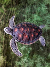 A sea turtle swims in clear water.