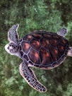 A sea turtle swims in the water.