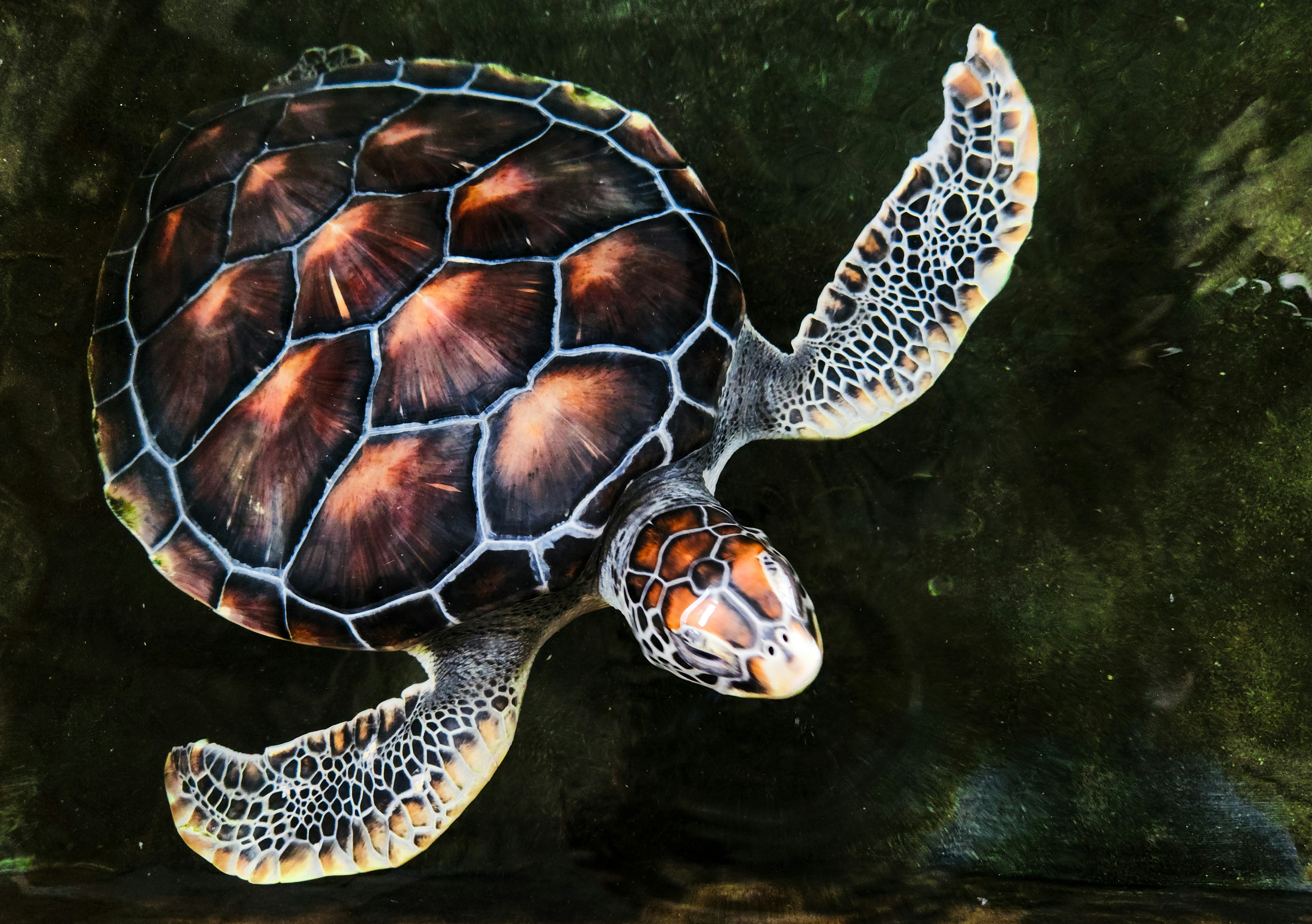 Photo by zoshuacolah