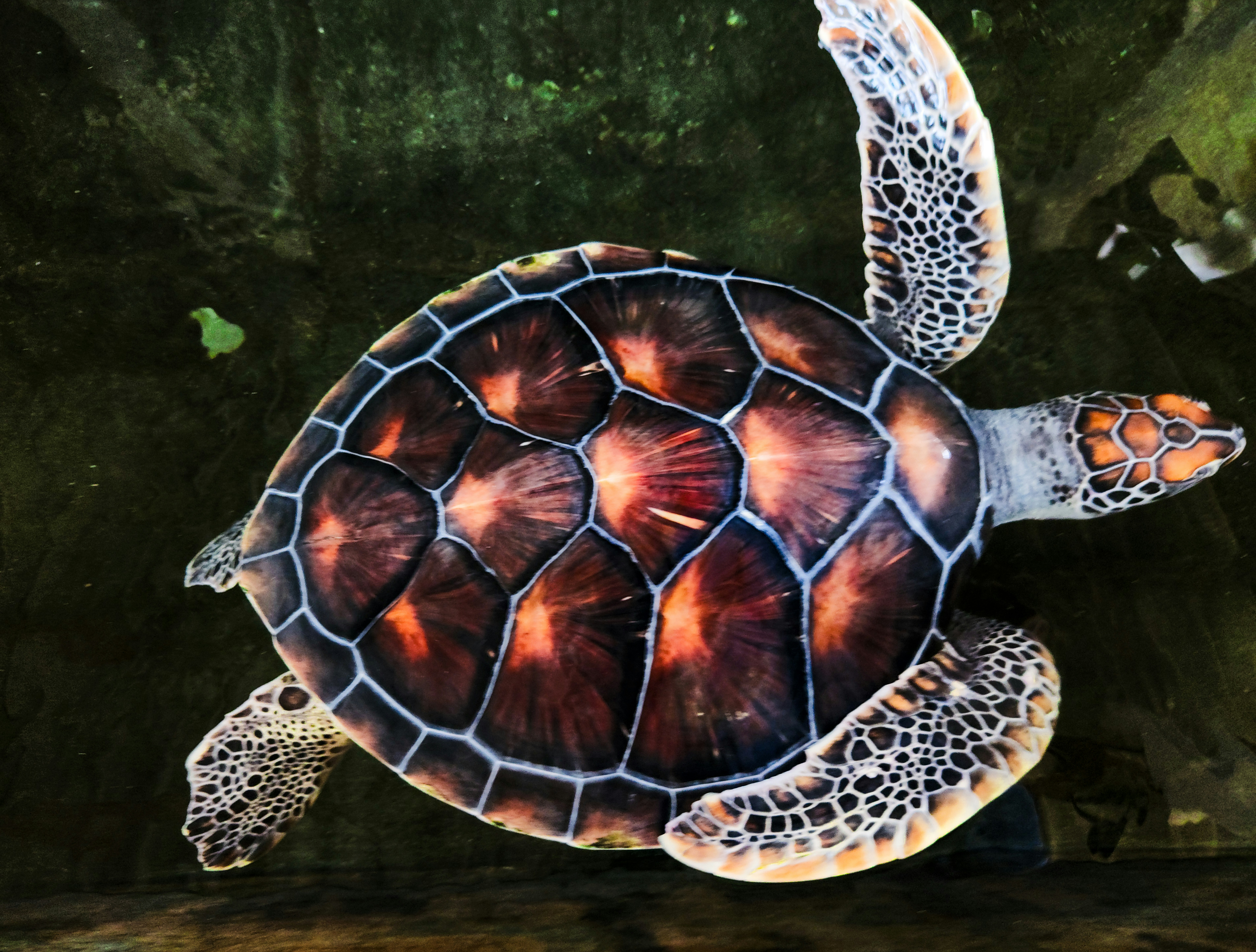 Southern Painted Turtle