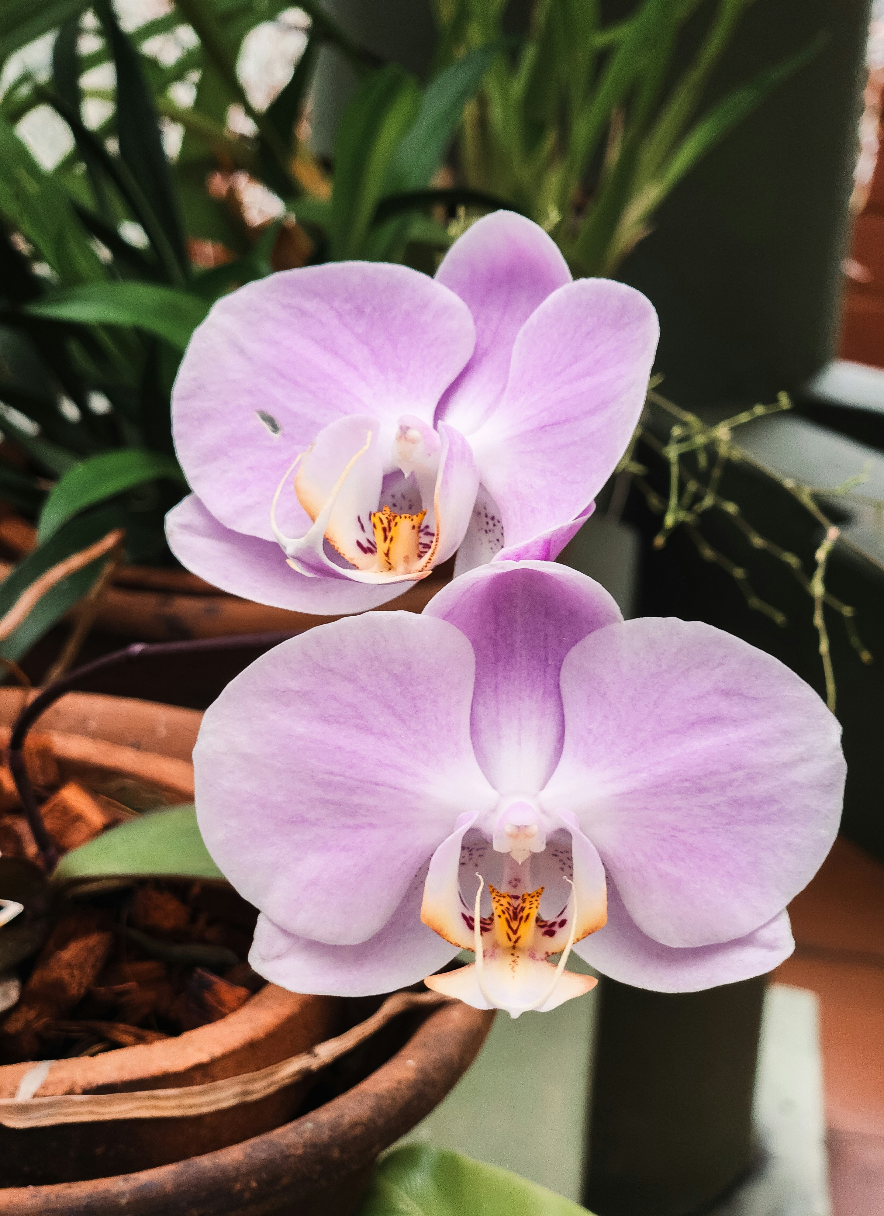 Pretty purple orchids bloom in sunlight.