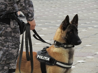 A police dog is on duty with its handler.
